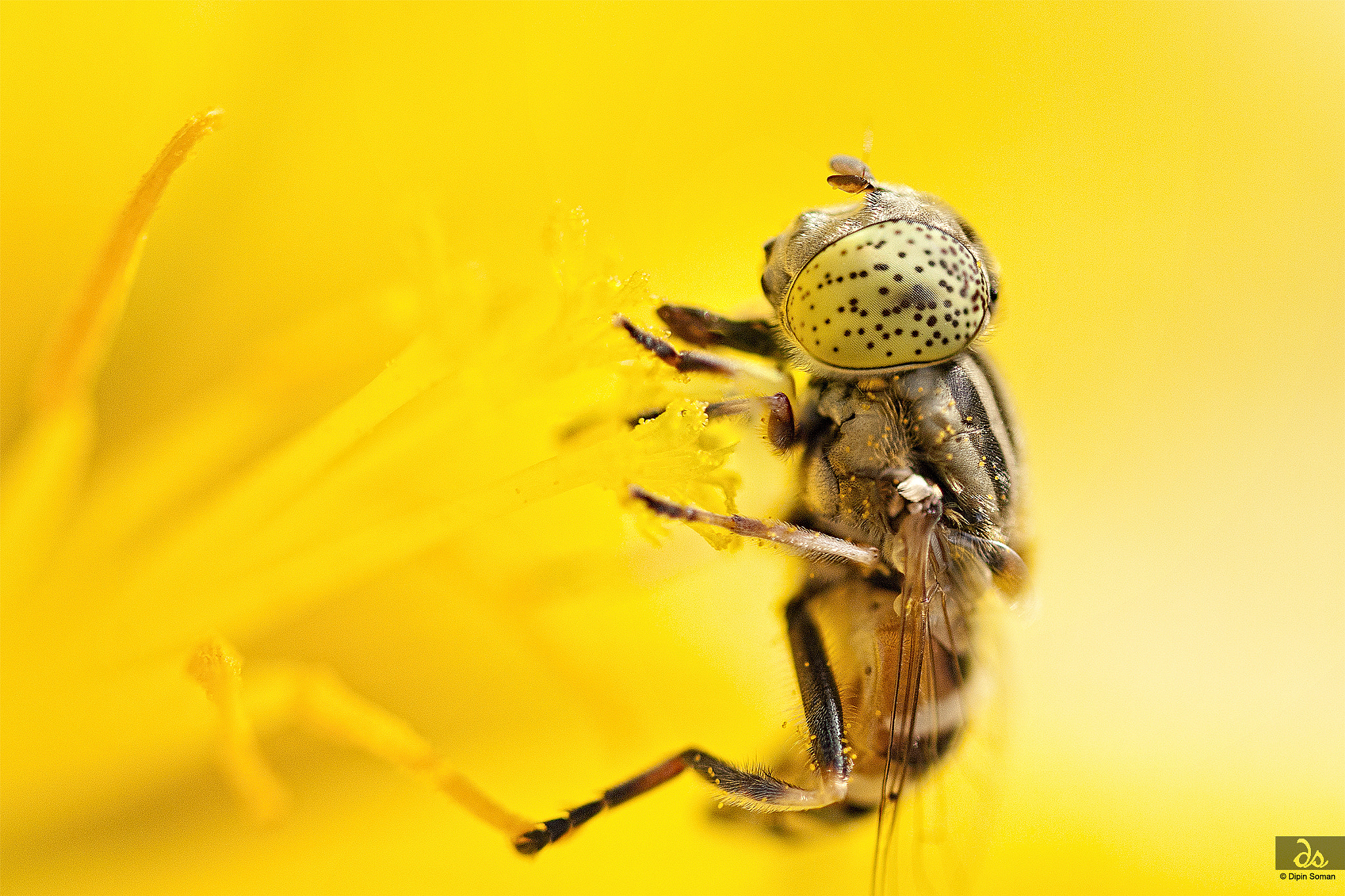 Sigma 105mm F2.8 EX DG OS HSM sample photo. Bee_2 photography