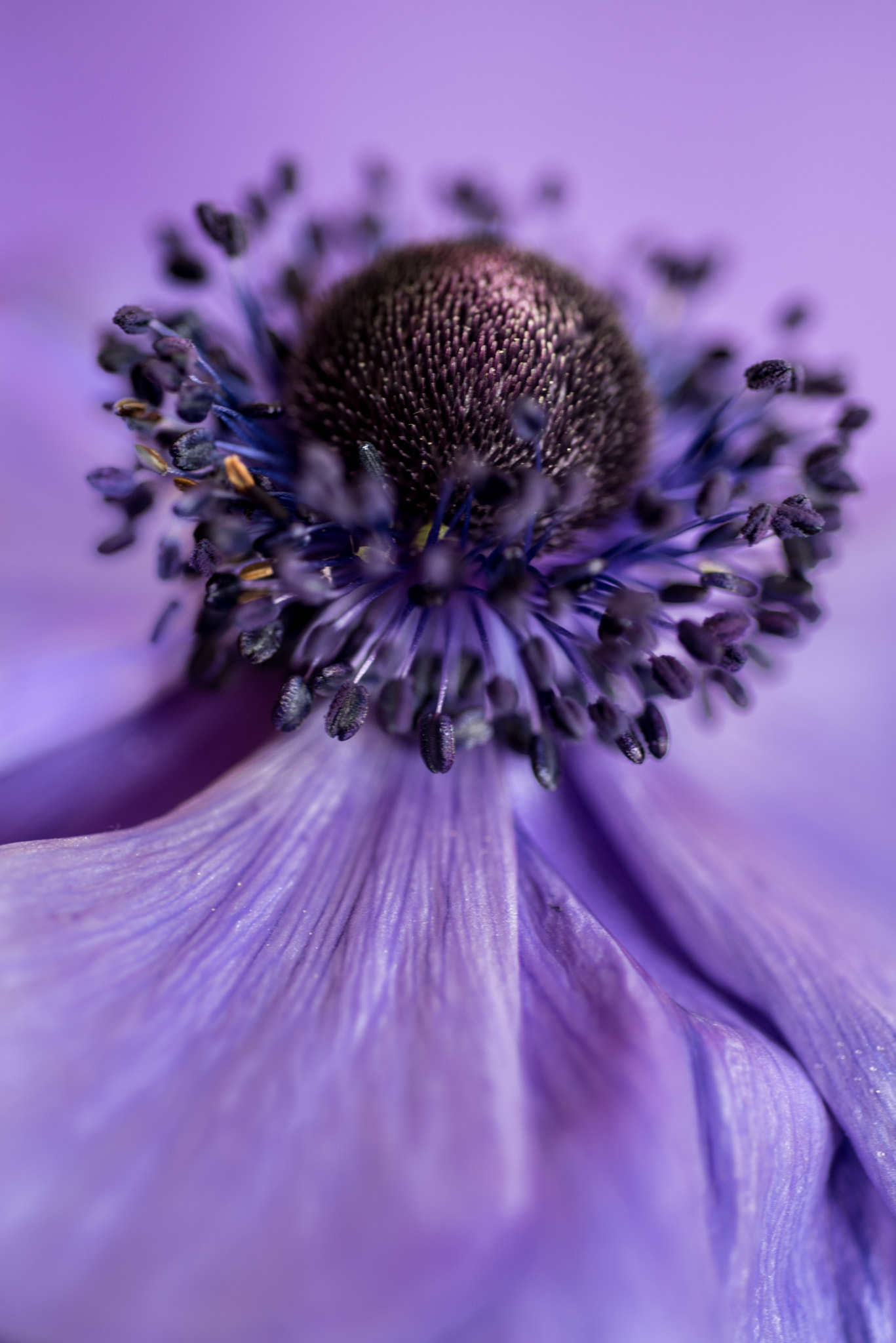 Nikon D810 + Nikon AF Micro-Nikkor 60mm F2.8D sample photo. ©yasmin simpson photography