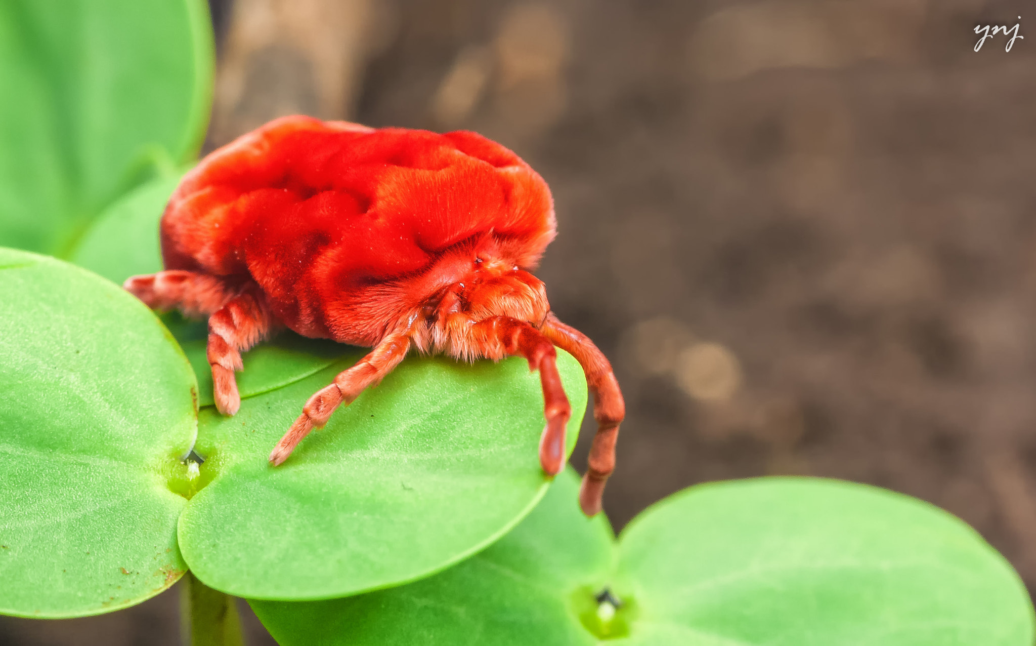 Sigma 70-300mm F4-5.6 APO DG Macro sample photo. Red velvet mite photography