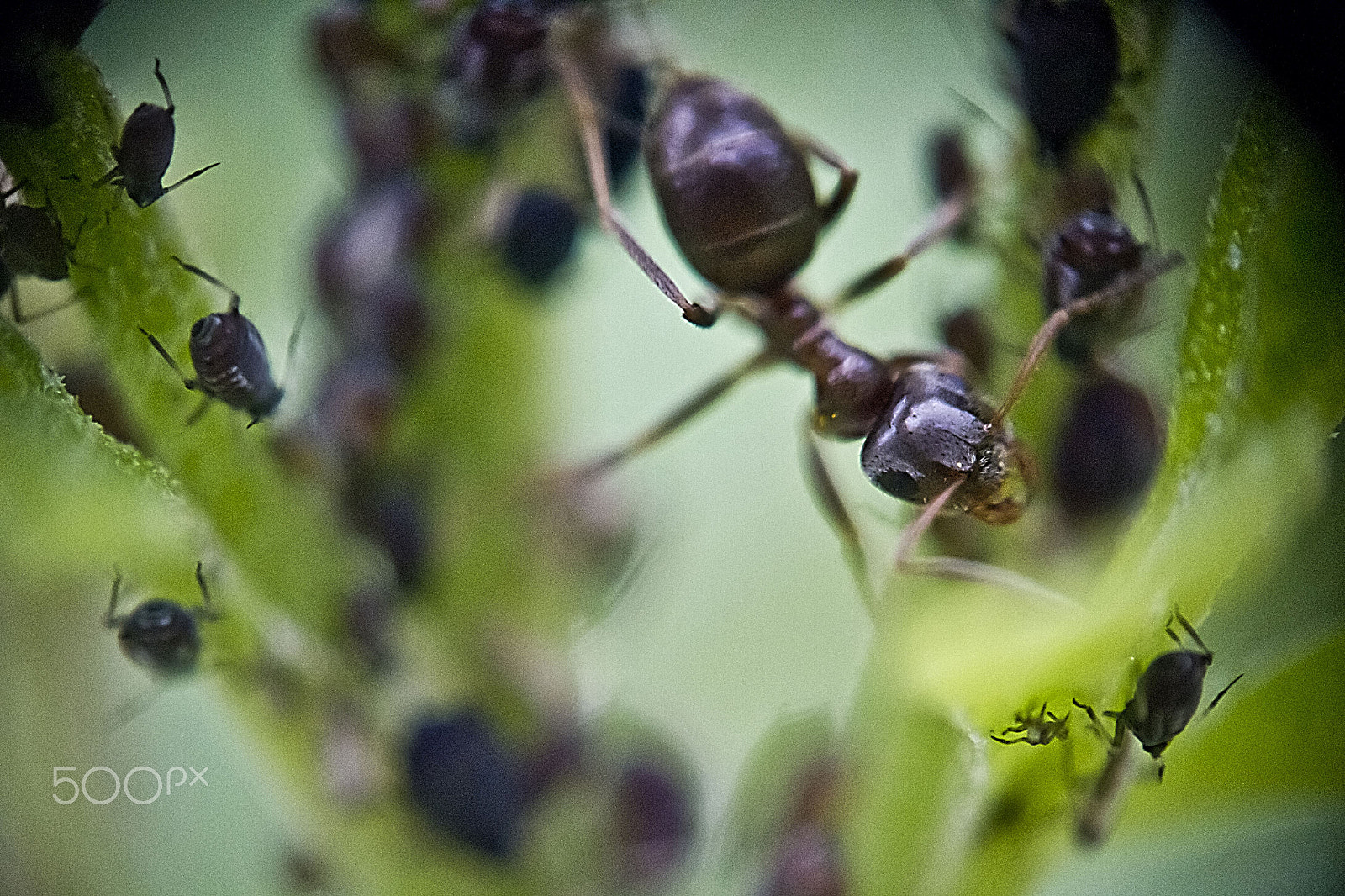 Canon EOS 7D + Canon EF 70-210mm f/4 sample photo. Beasts of the backyard photography