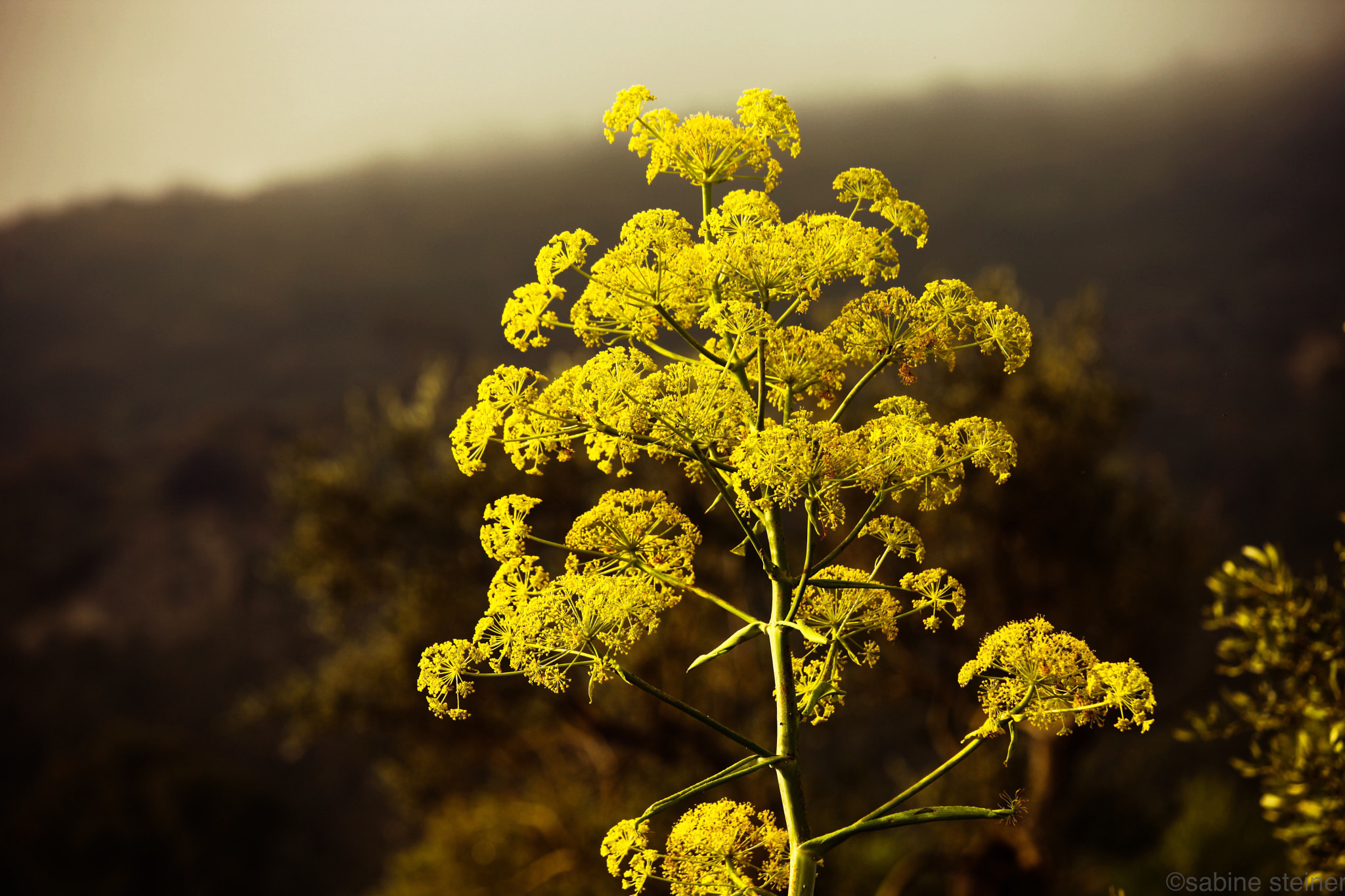 Canon EF 70-300mm F4-5.6 IS USM sample photo. Wild fennel photography