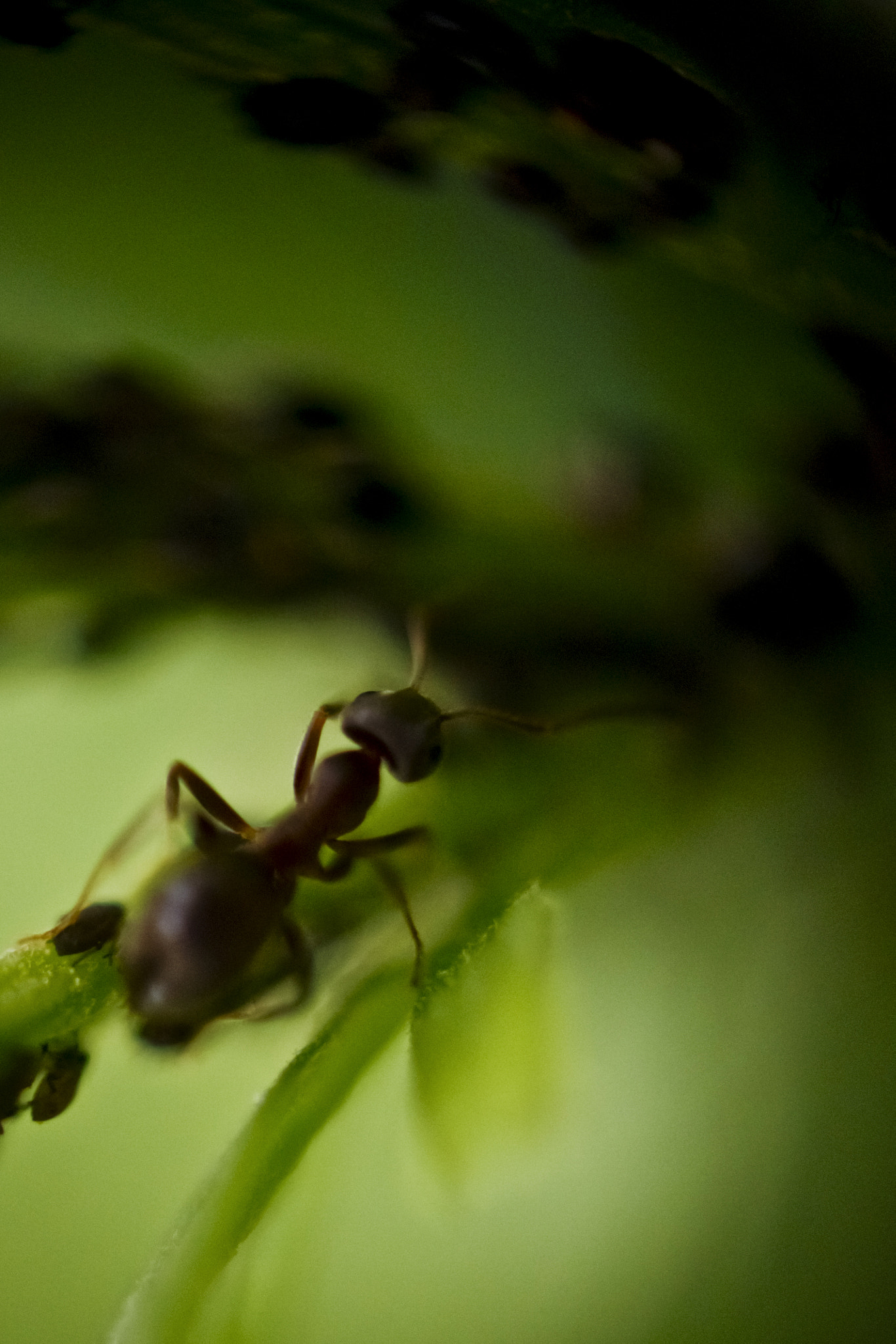 Canon EOS 7D + Canon EF 70-210mm f/4 sample photo. Ant photography