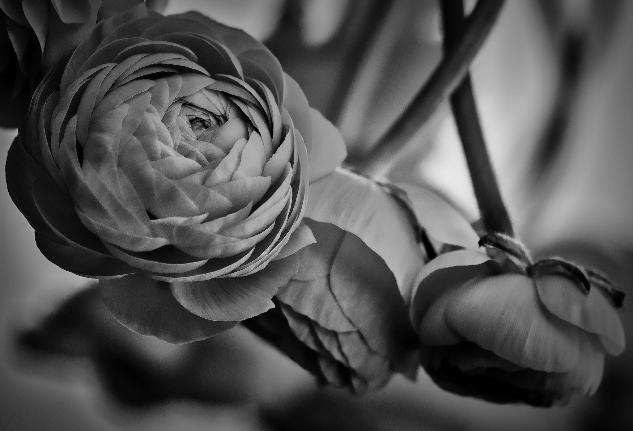 Nikon D800E + Nikon AF-S Nikkor 300mm F4D ED-IF sample photo. Ranunculus photography