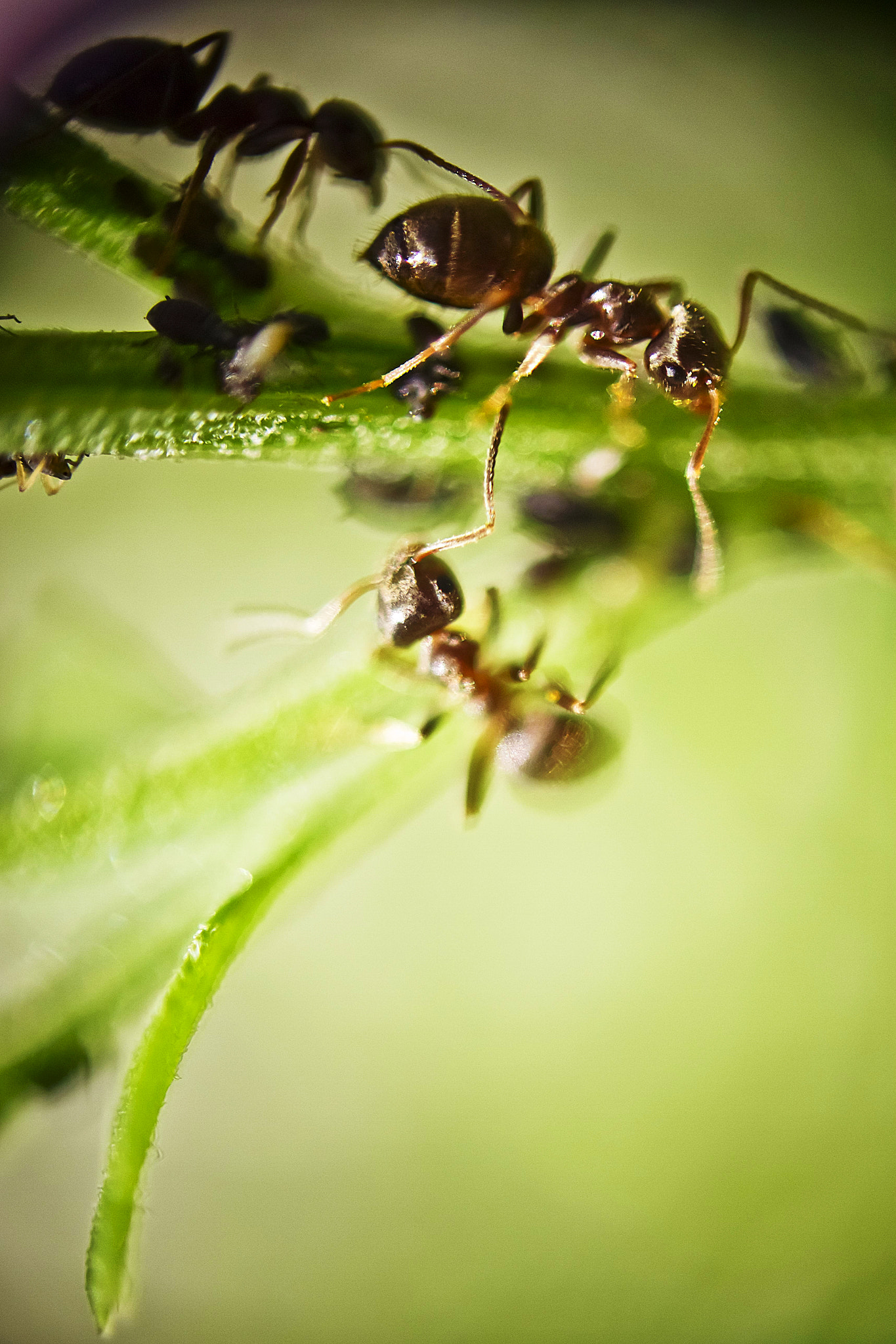Canon EOS 7D + Canon EF 70-210mm f/4 sample photo. Ant photography