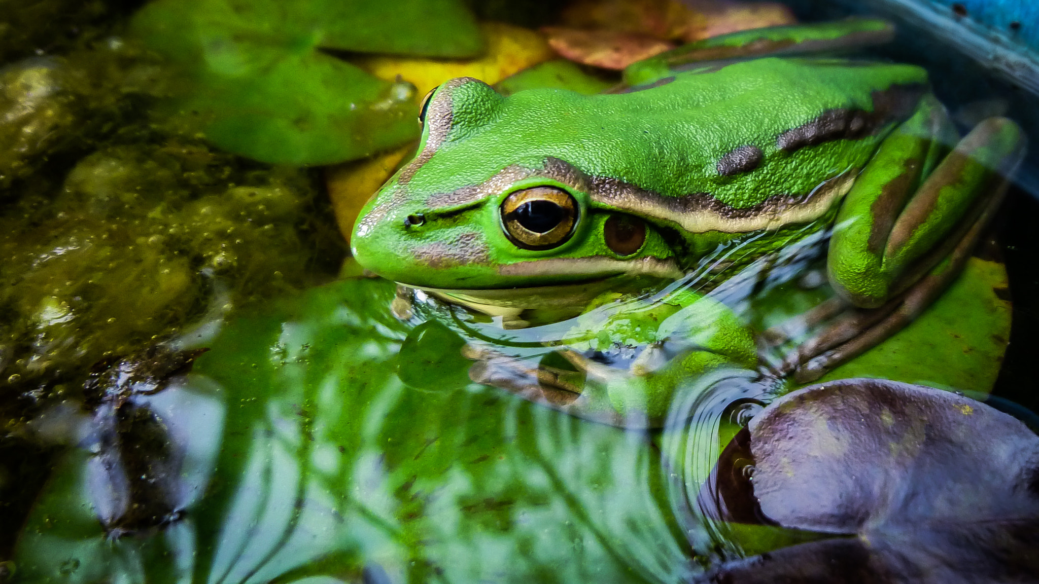 Panasonic DMC-ZR1 sample photo. Frog photography