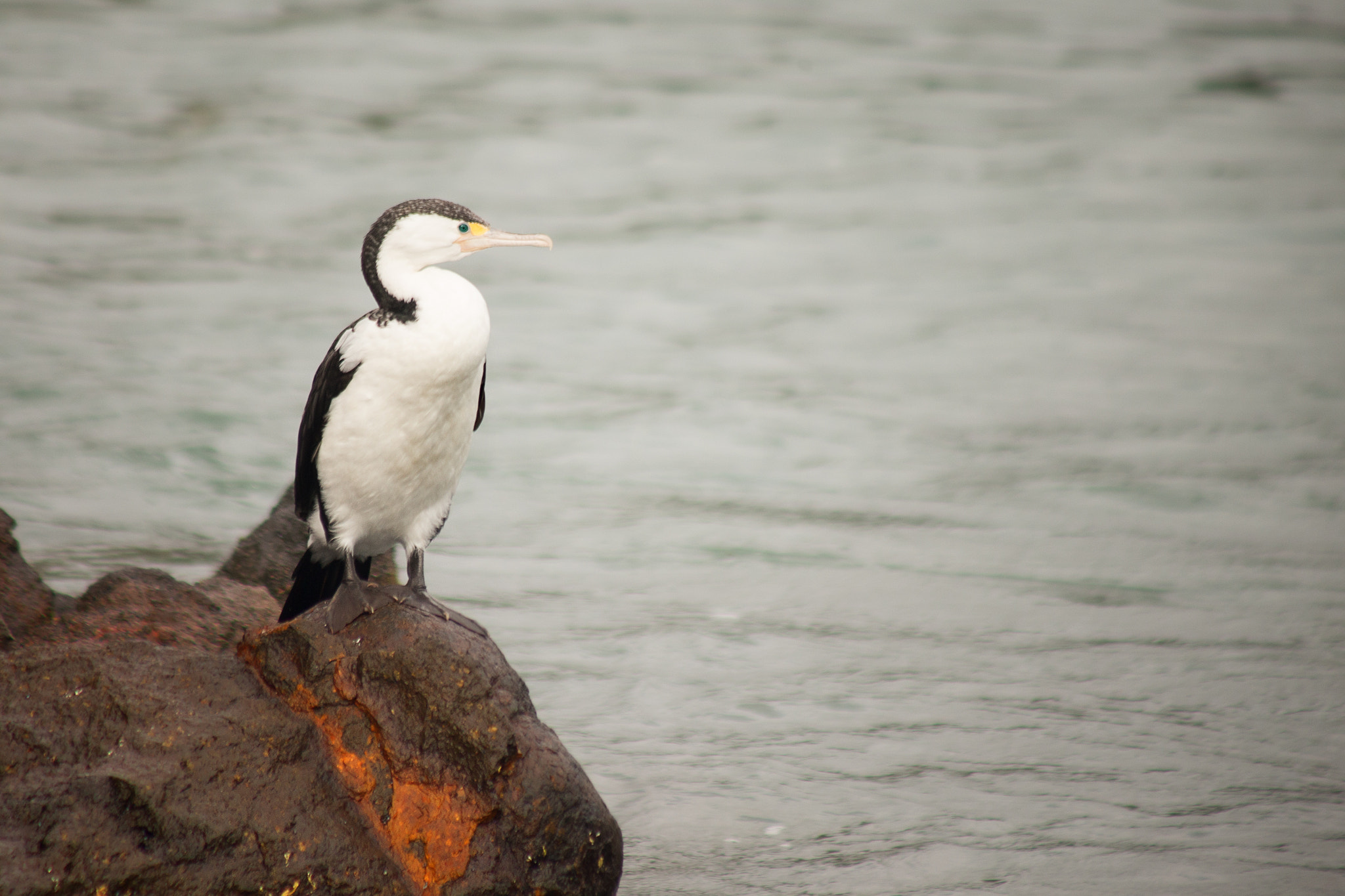 Canon EF 90-300mm F4.5-5.6 sample photo. The cormorant photography