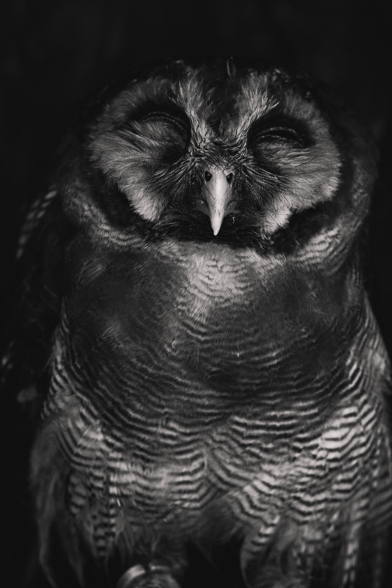 Canon EOS 60D + Canon EF 300mm F4L IS USM sample photo. Sleeping owl photography