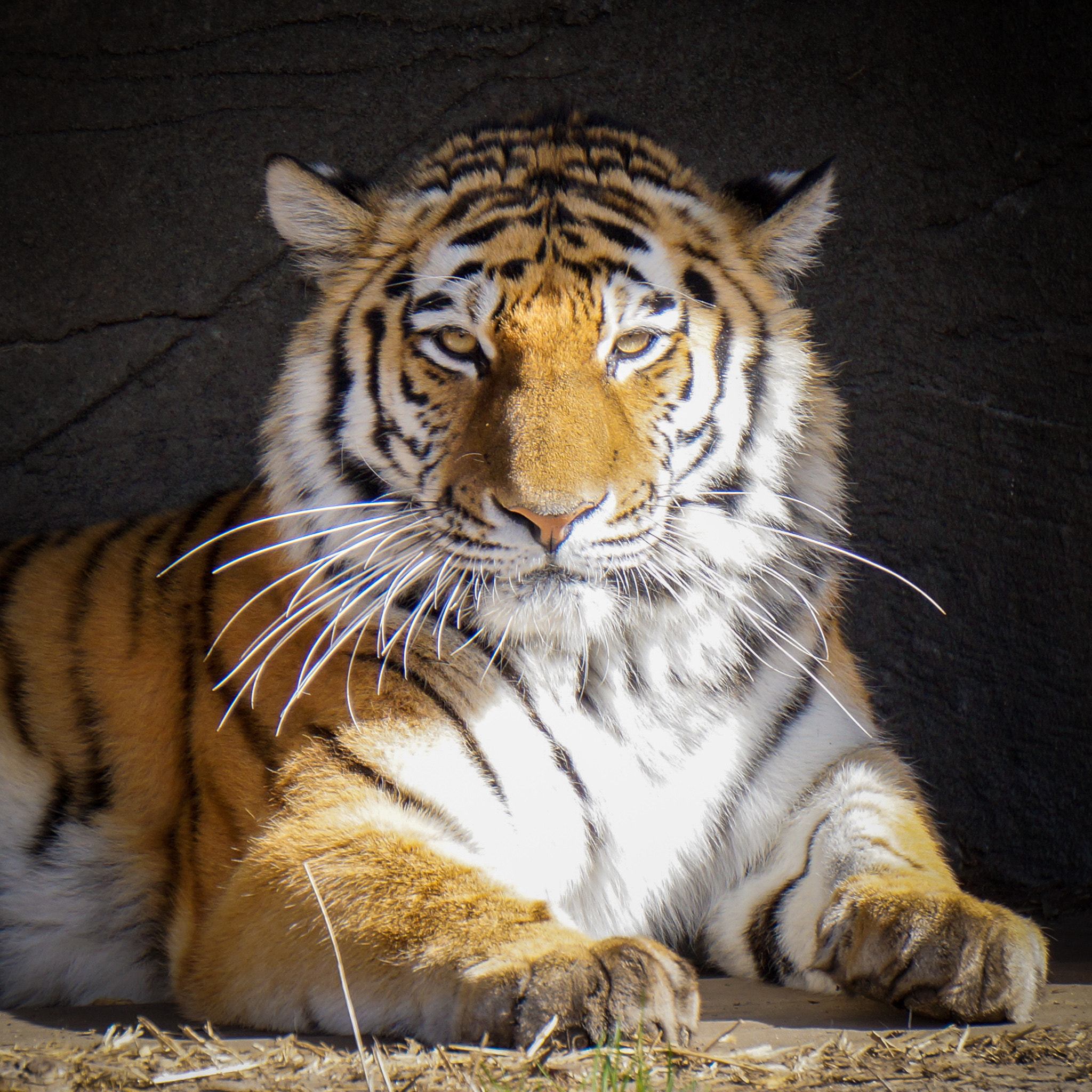 Sony Alpha NEX-3N sample photo. Cooler kater photography