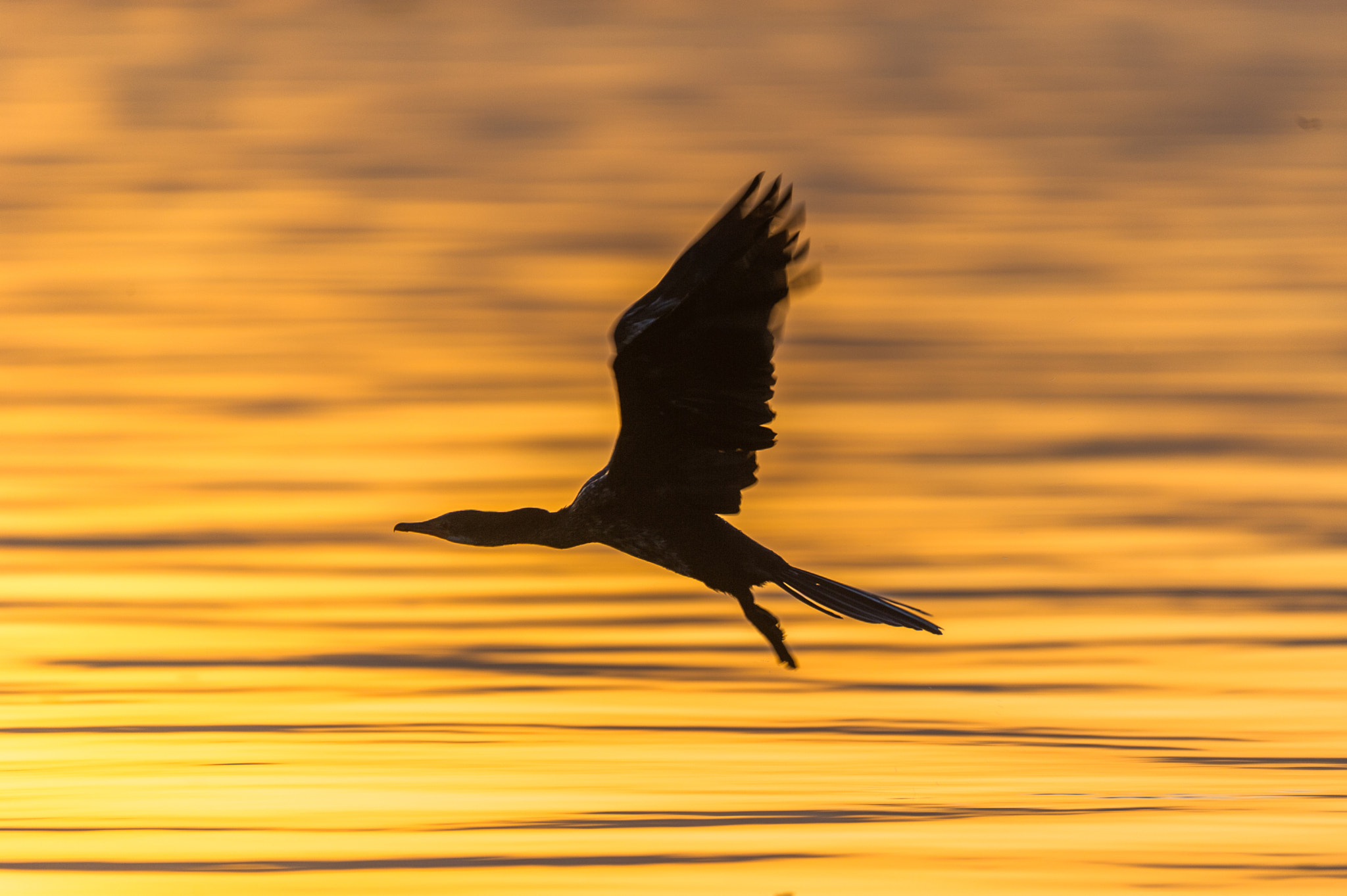Nikon D3S sample photo. Morning fly photography
