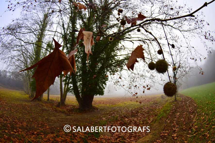 AF Zoom-Nikkor 35-70mm f/2.8D N sample photo. Misterio de invierno photography