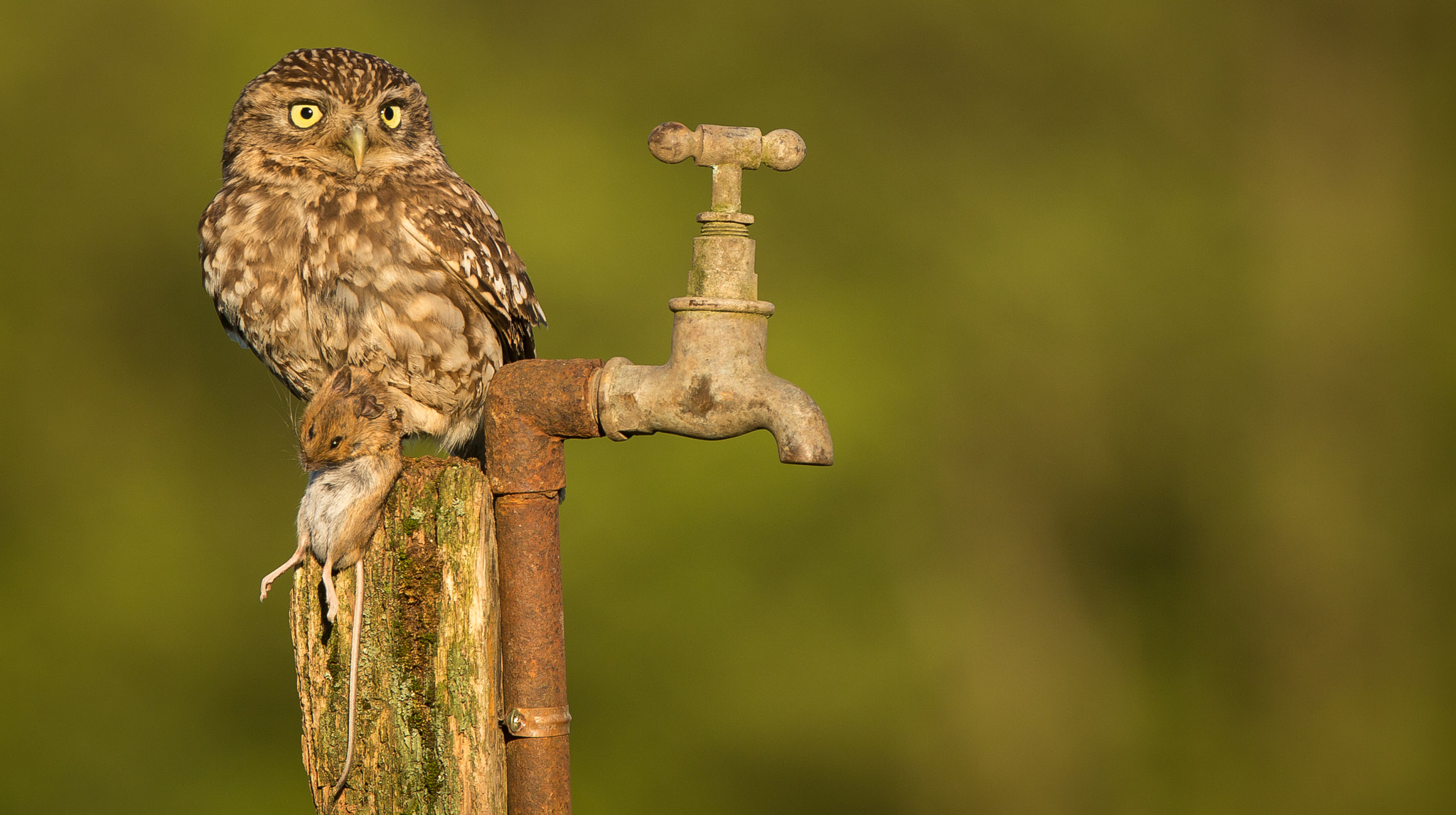 Canon EF 300mm F2.8L IS USM sample photo. Water with your meal sir? photography