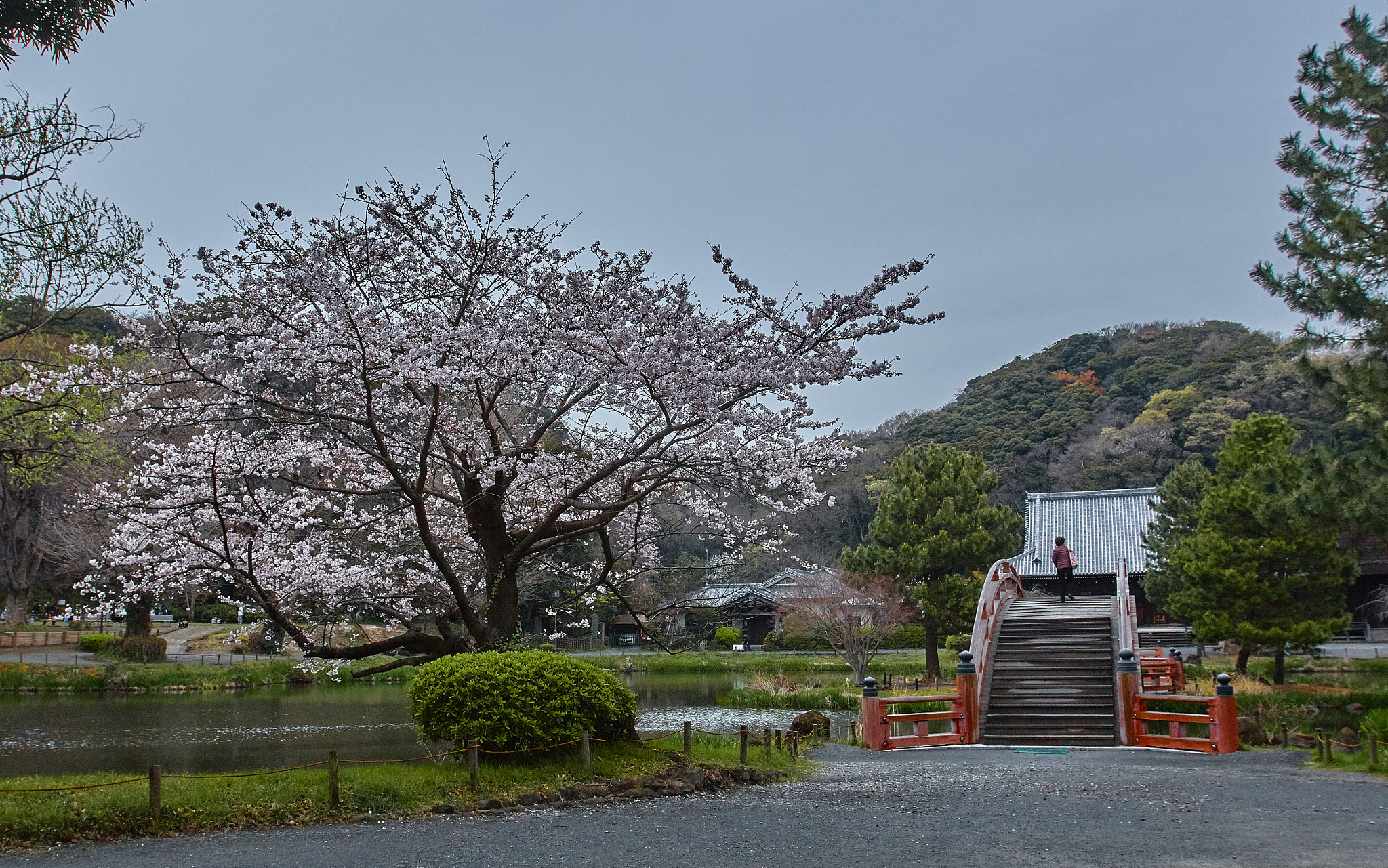 Canon EOS 70D + Canon EF 16-35mm F2.8L USM sample photo. Spring in japan photography