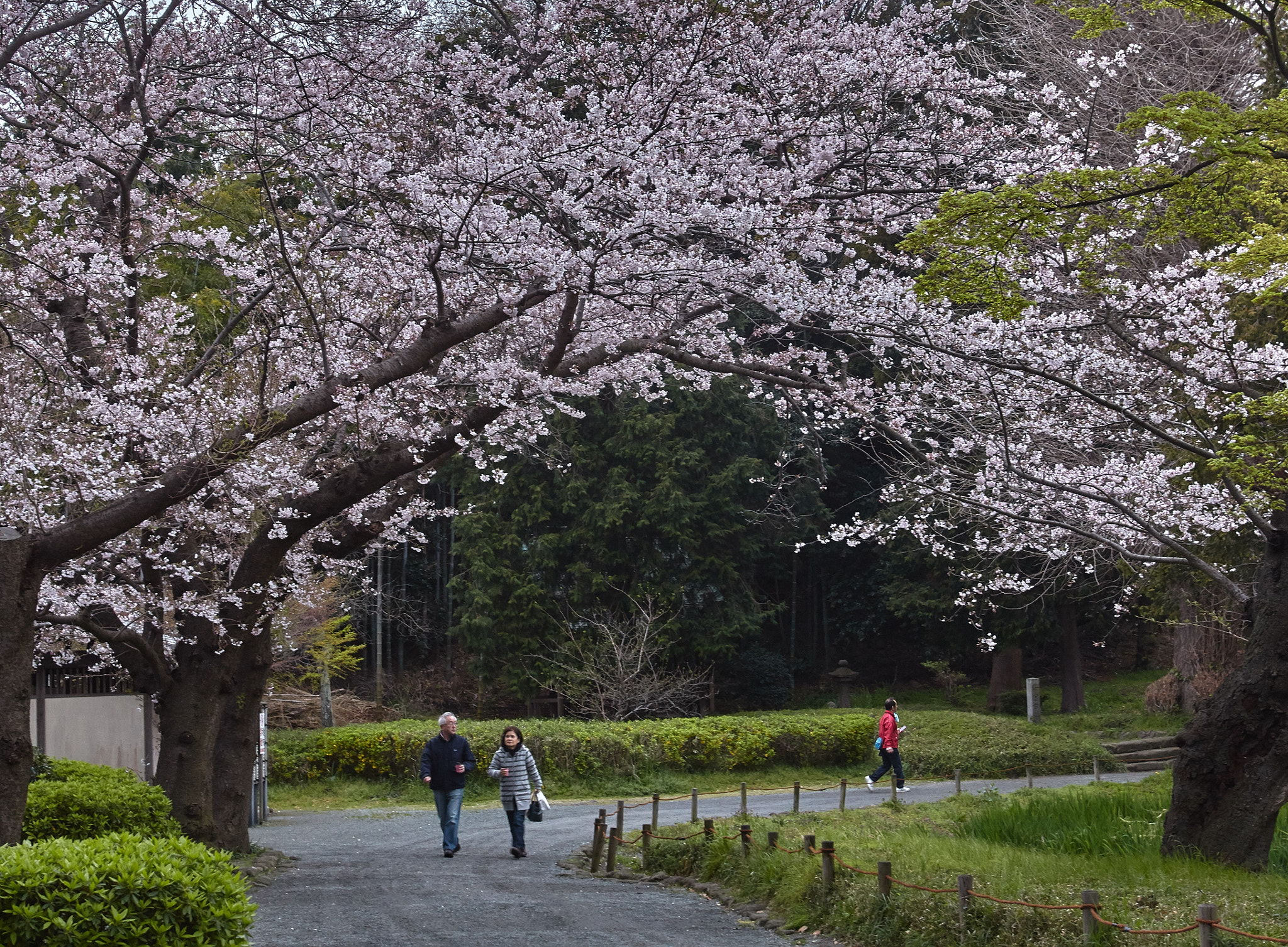 Canon EOS 70D + Canon EF 16-35mm F2.8L USM sample photo. Morning stroll photography