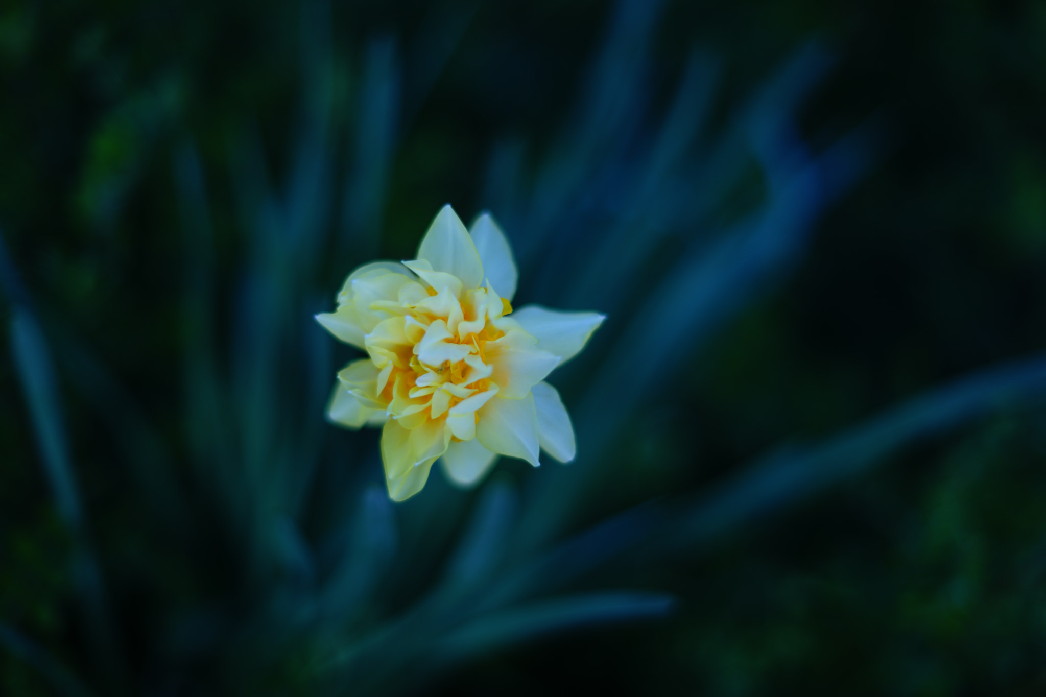 Minolta AF 50mm F1.4 [New] sample photo. Lady in the wilderness photography