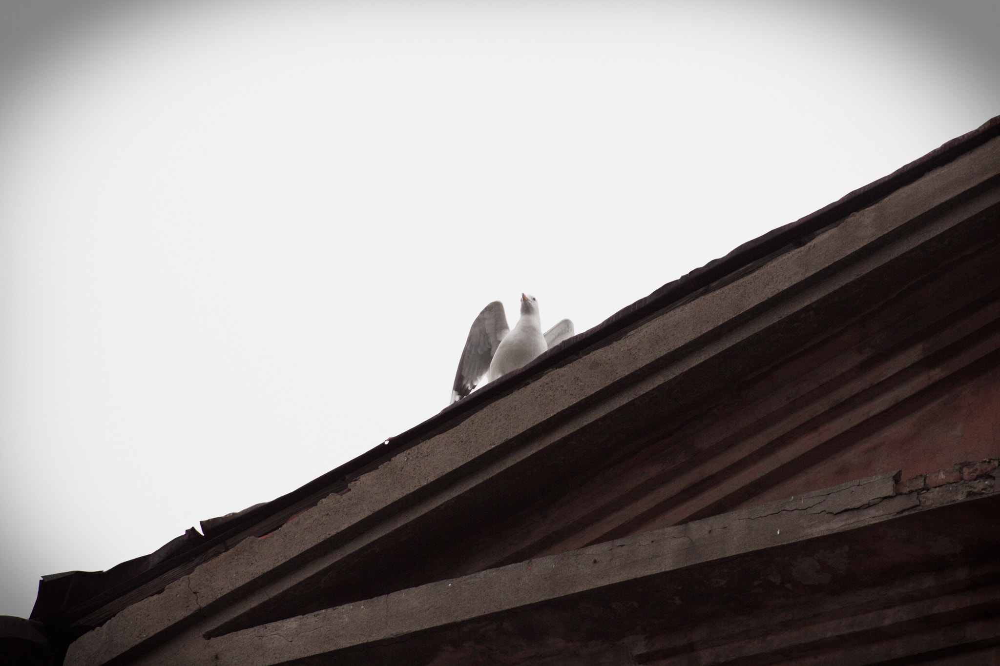 Canon EF 75-300mm f/4-5.6 USM sample photo. I see u photography