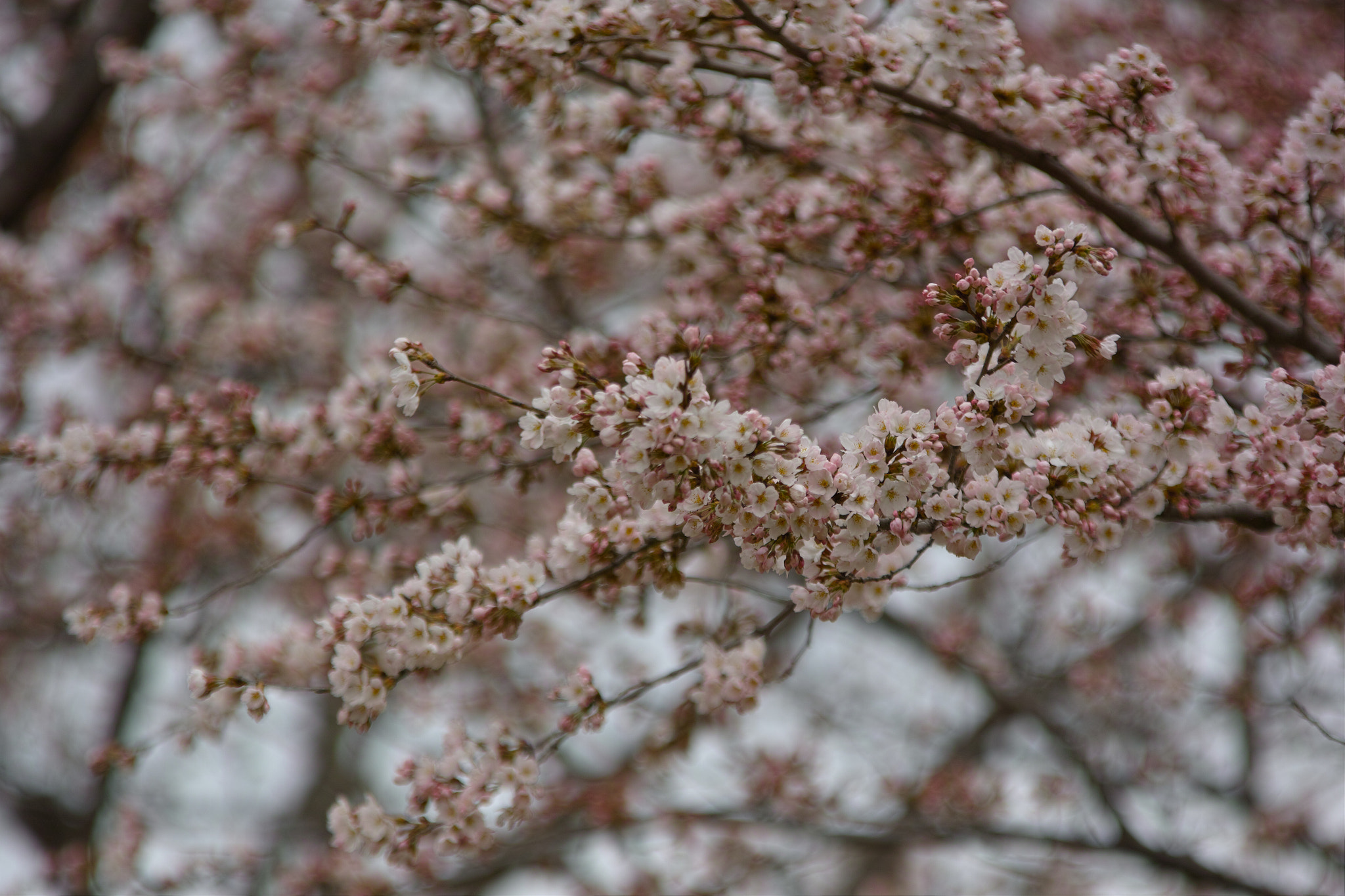 Sigma APO 70-200mm F2.8 EX DG OS HSM sample photo. Northeast of japan , cherry blossoms bloomed photography