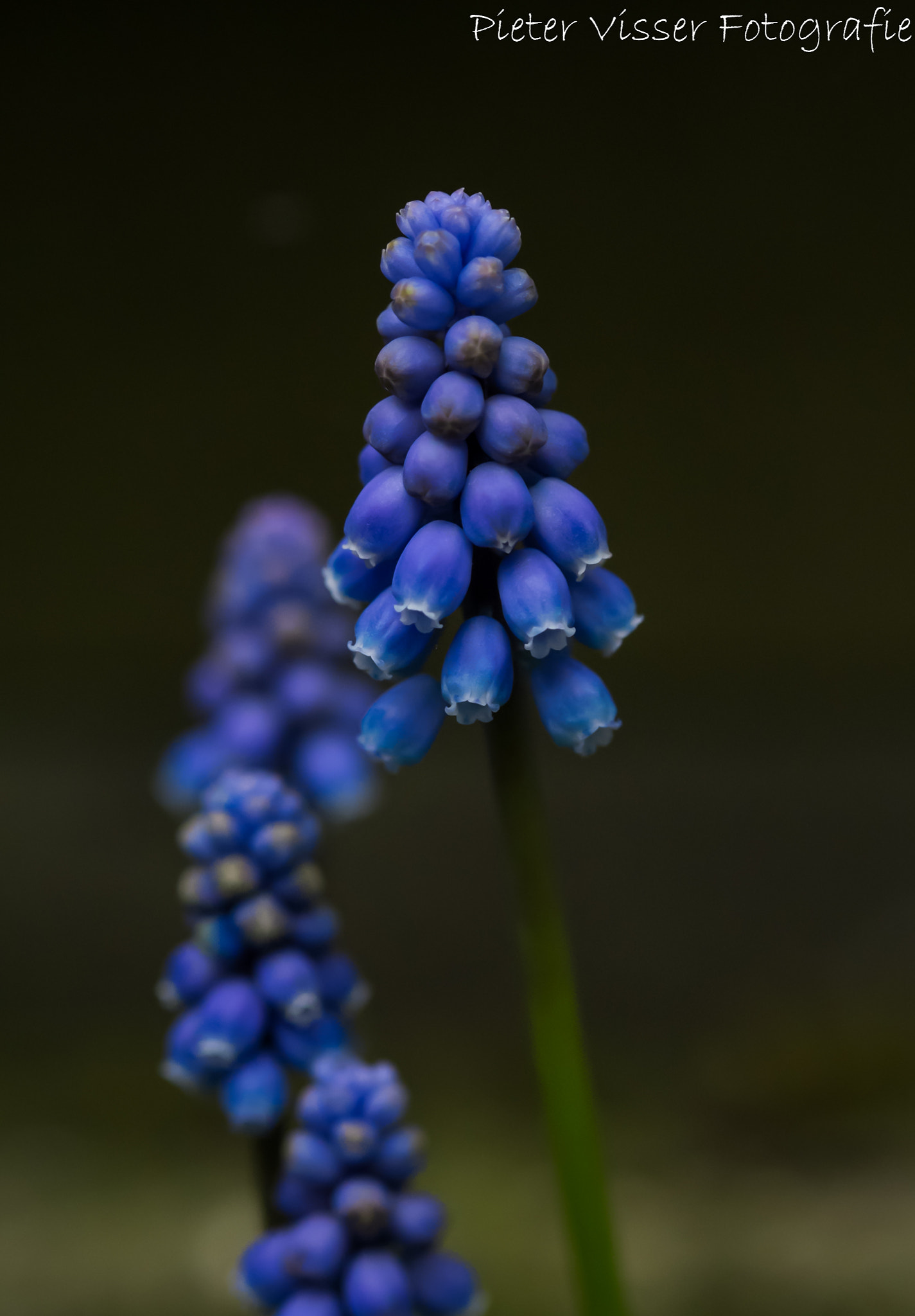 Fujifilm X-E1 + Fujifilm XF 60mm F2.4 R Macro sample photo. Grape hyacinths photography