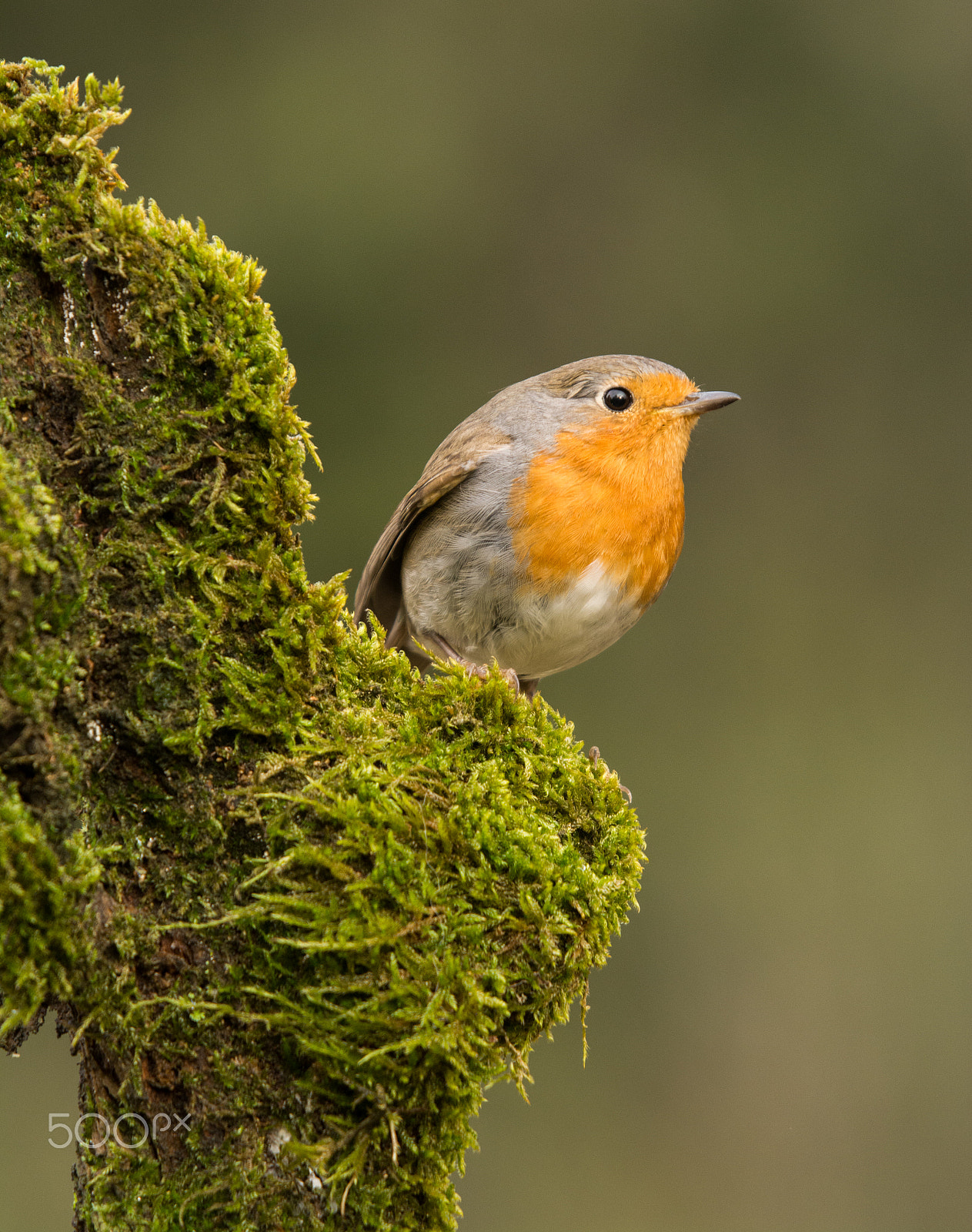 Sigma 50-500mm F4-6.3 EX APO RF HSM sample photo. Robin photography