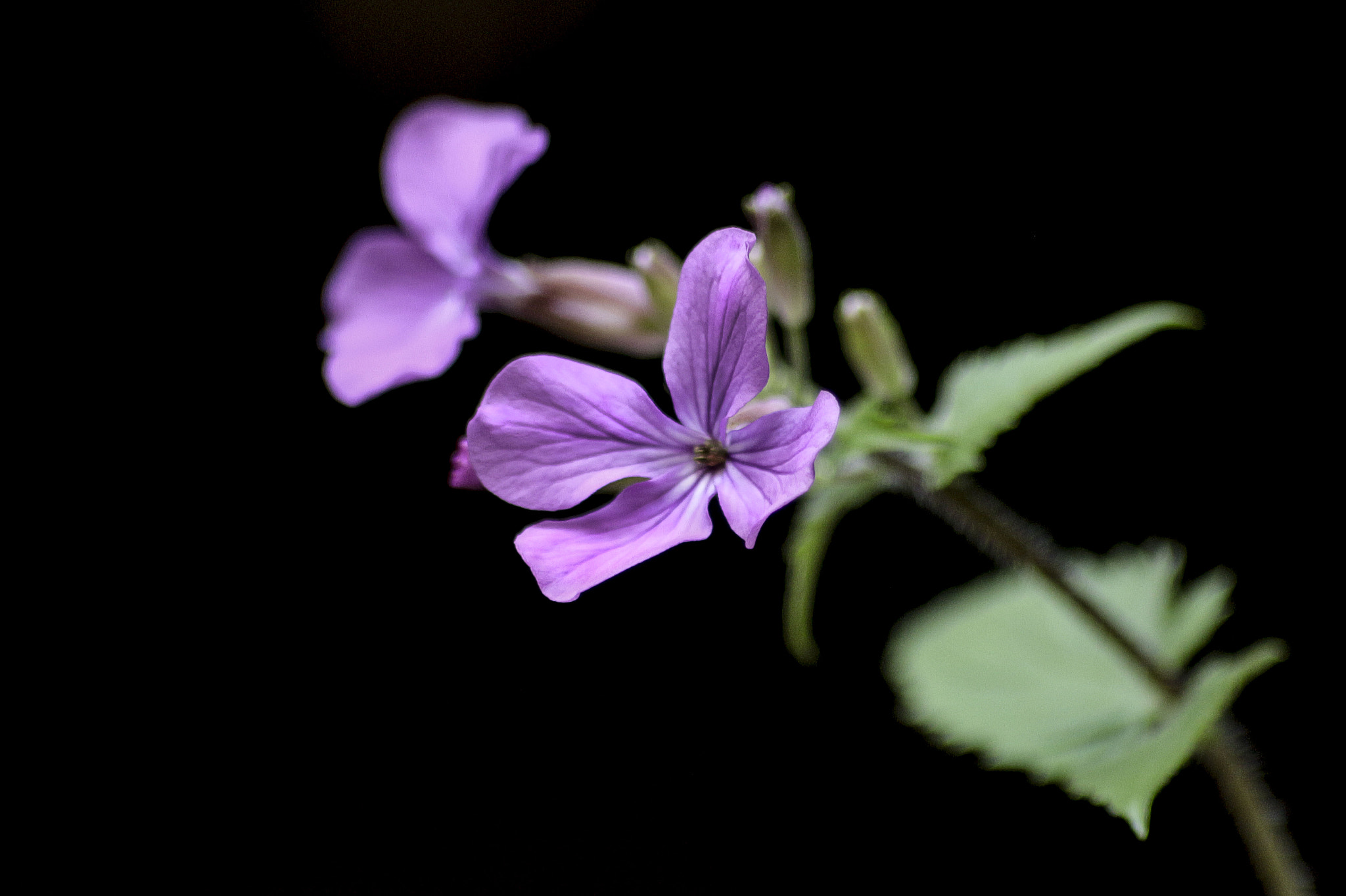 Sigma 70-300mm F4-5.6 APO DG Macro sample photo. Lunaria photography