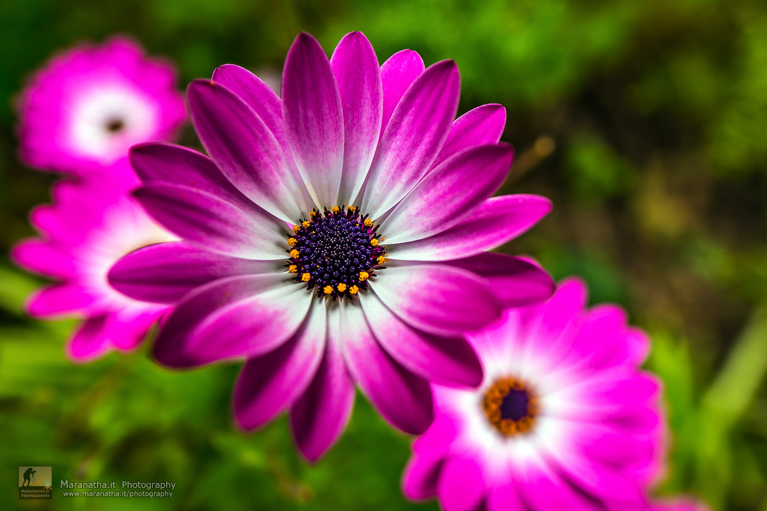 Canon TS-E 24.0mm f/3.5 L II sample photo. Springtime colors photography