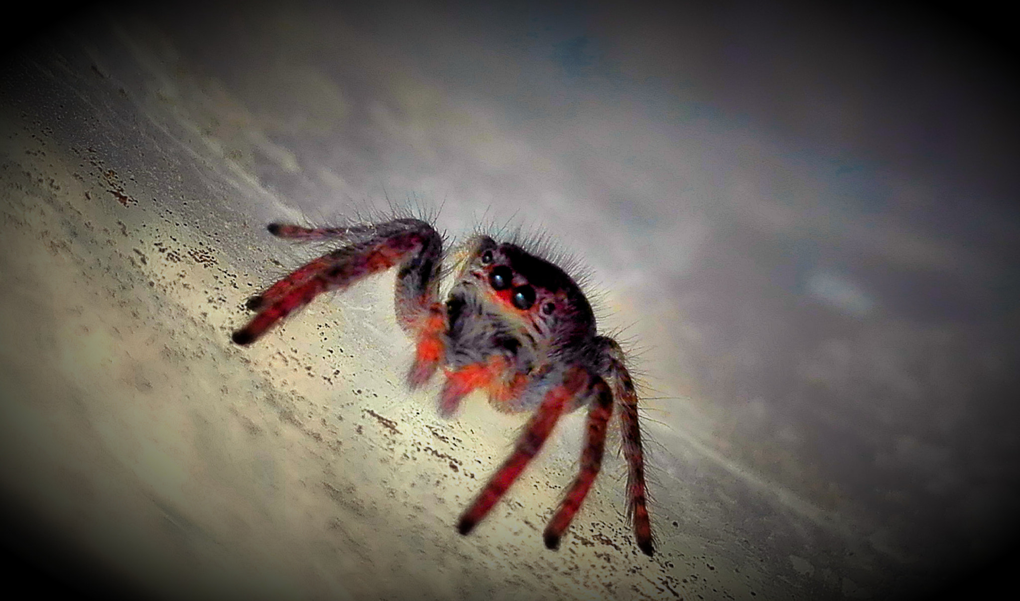 HUAWEI Che2-UL00 sample photo. Lovely spider photography