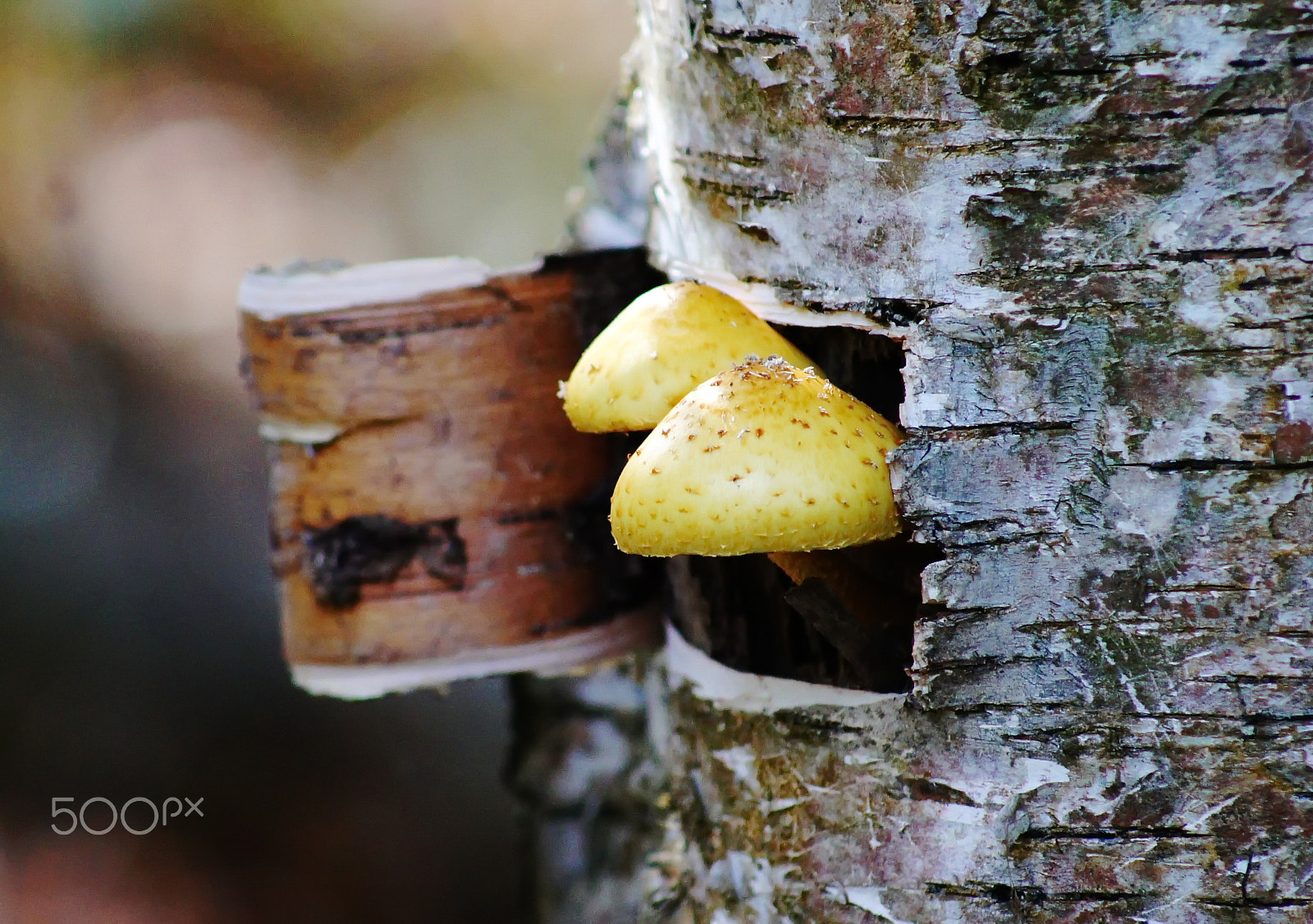 Sony DT 55-200mm F4-5.6 SAM sample photo. Лесной дозор photography