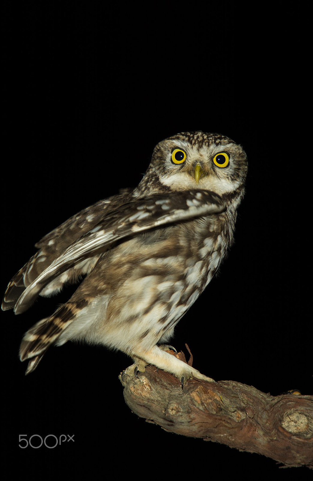 Nikon D7100 + Sigma 50-500mm F4-6.3 EX APO RF HSM sample photo. Owl photography