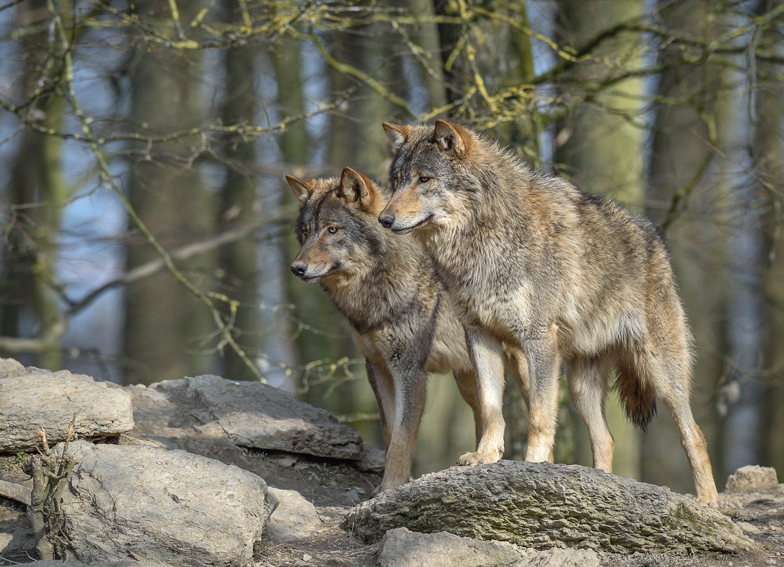 Nikon D4S + Nikon AF-S Nikkor 500mm F4G ED VR sample photo. Brothers photography