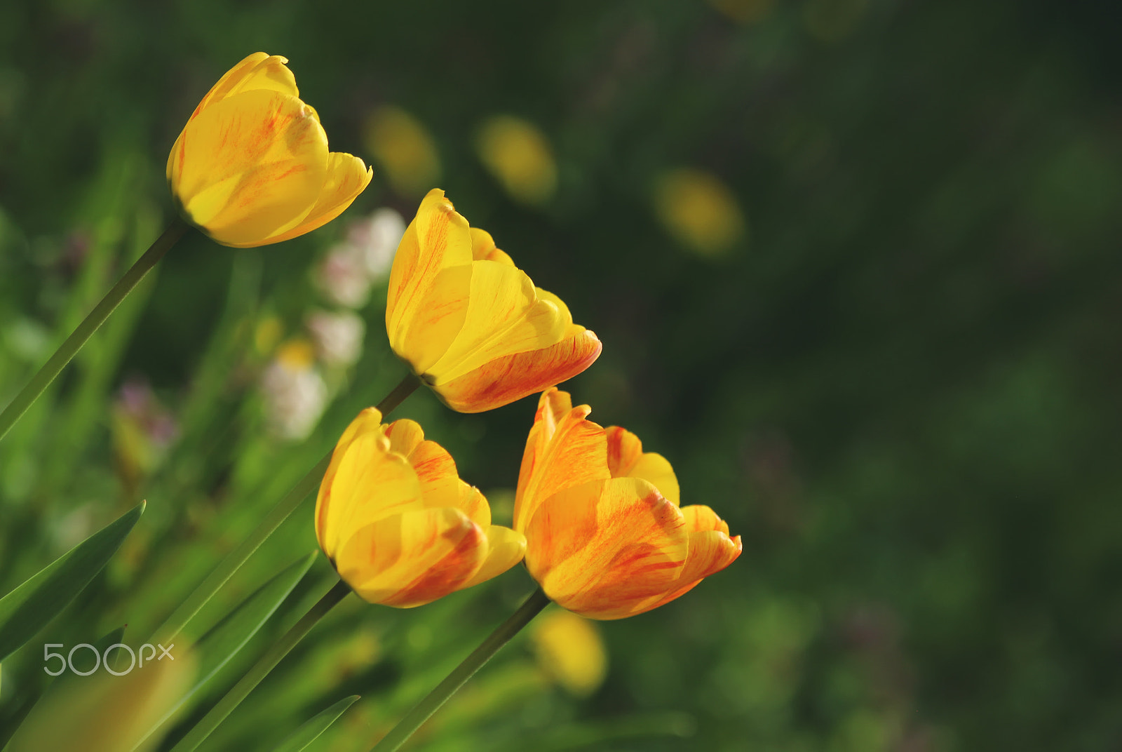 Canon EF 100-400mm F4.5-5.6L IS USM sample photo