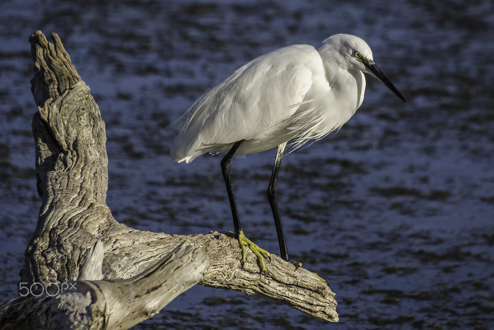 Sigma 18-250mm F3.5-6.3 DC OS HSM sample photo. Little egret photography