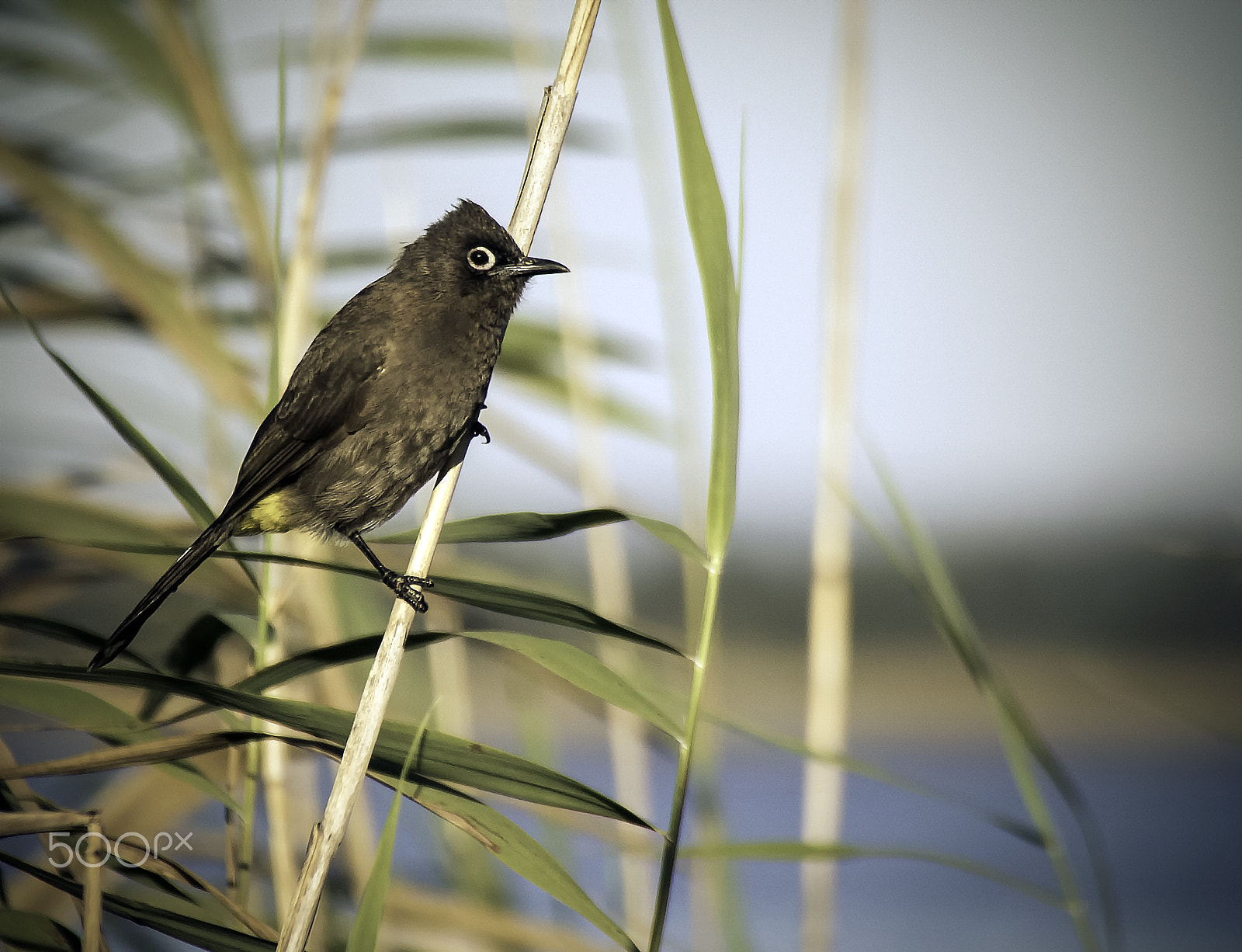 Sigma 18-250mm F3.5-6.3 DC OS HSM sample photo. Cape bulbul photography