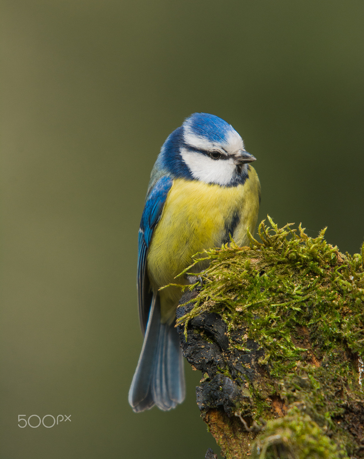 Sigma 50-500mm F4-6.3 EX APO RF HSM sample photo. Eurasian blue tit photography