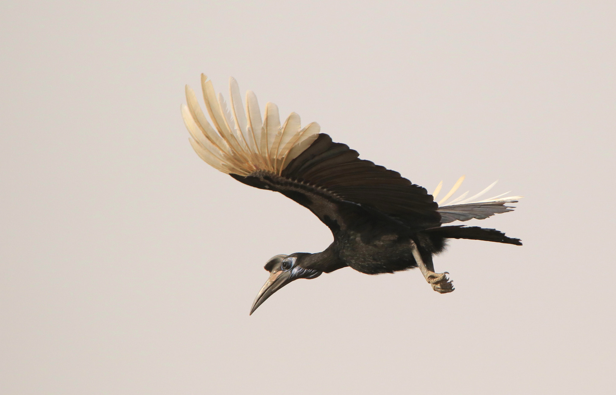 Tamron SP 150-600mm F5-6.3 Di VC USD sample photo. Ground hornbill photography