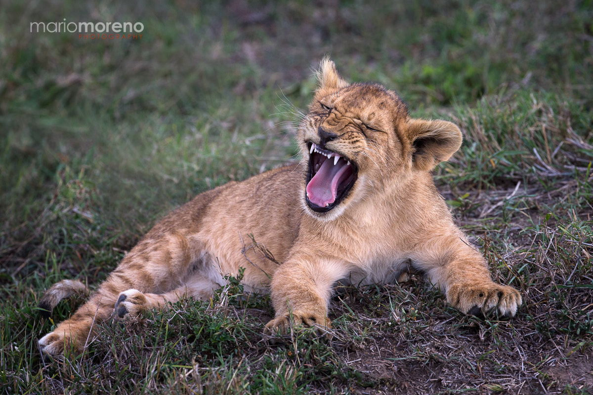Canon EF 200-400mm F4L IS USM Extender 1.4x sample photo. Scary cub . . . photography