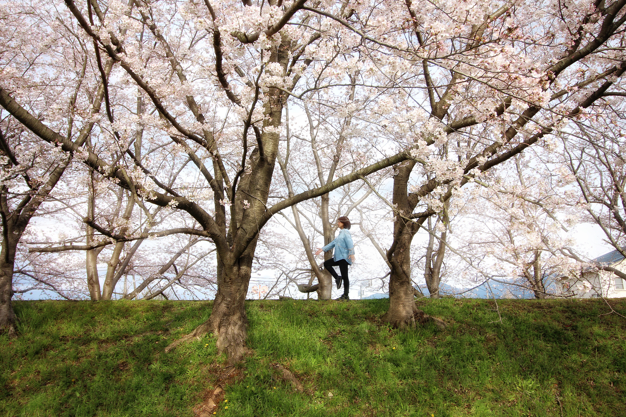 Canon EOS 700D (EOS Rebel T5i / EOS Kiss X7i) + Canon EF-S 10-18mm F4.5–5.6 IS STM sample photo. Cherryblossoms. photography