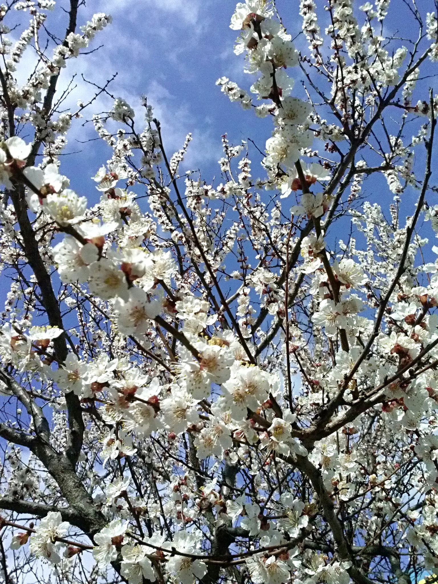 LG OPTIMUS L9 sample photo