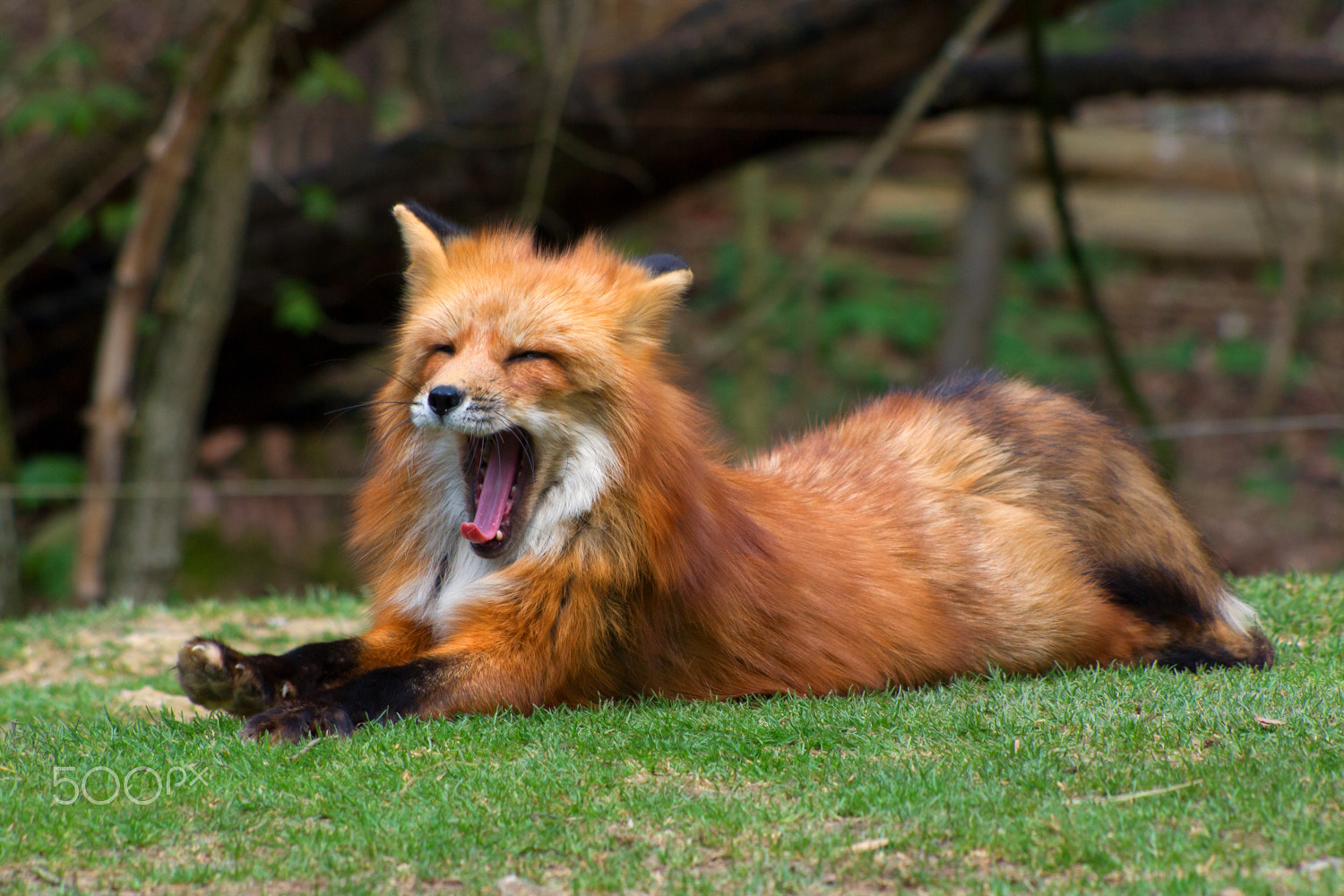 Minolta AF 100-400mm F4.5-6.7 APO sample photo. Sleepy fox photography