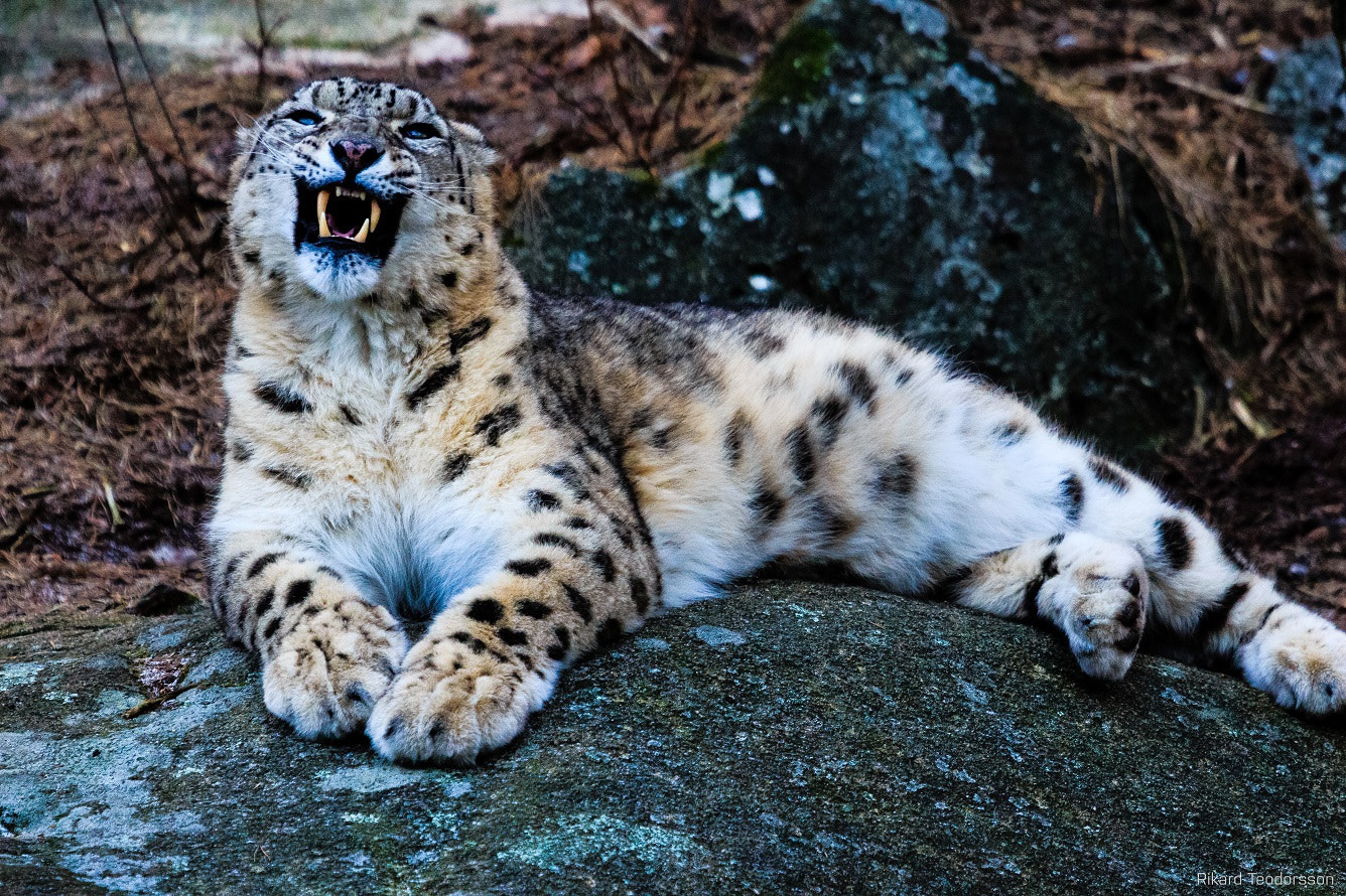 Canon EF 100-400mm F4.5-5.6L IS USM sample photo. Snow leopard photography