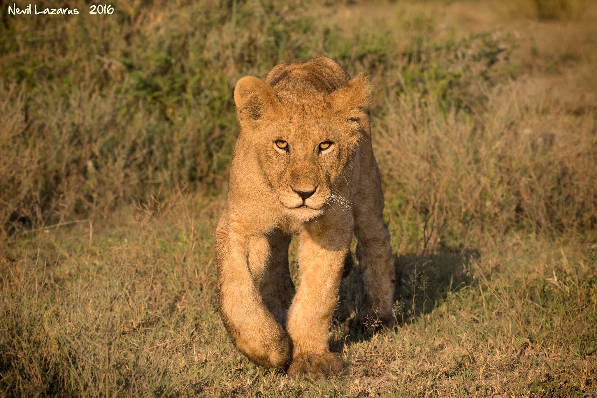 Canon EF 200-400mm F4L IS USM Extender 1.4x sample photo. Lion cub looking at me photography
