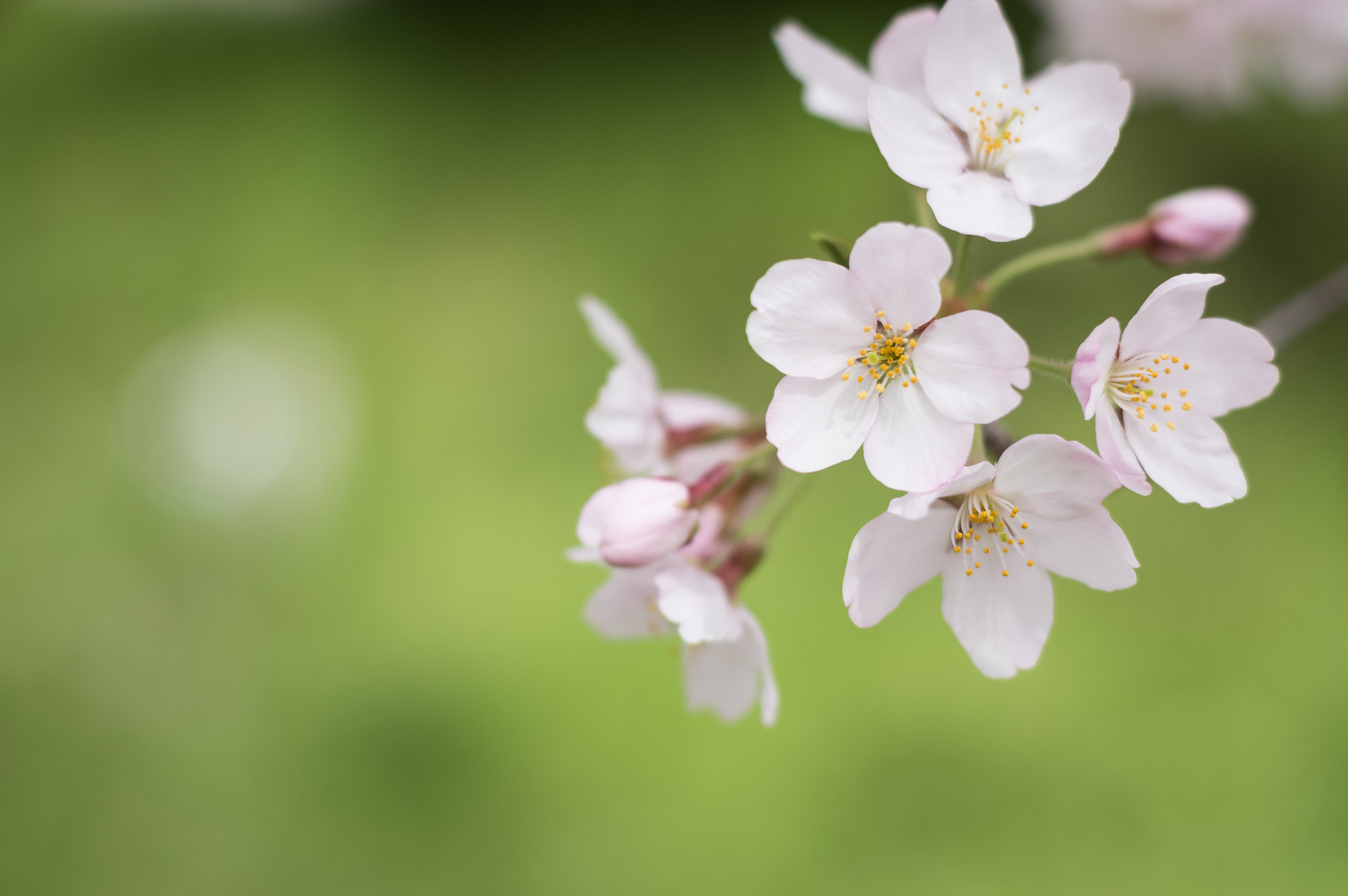 Pentax K-3 II + A Series Lens sample photo. Sakura photography