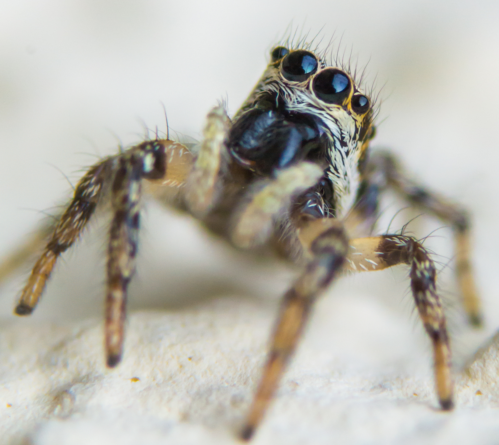 Sony SLT-A58 + 90mm F2.8 Macro SSM sample photo. Jumping spider photography