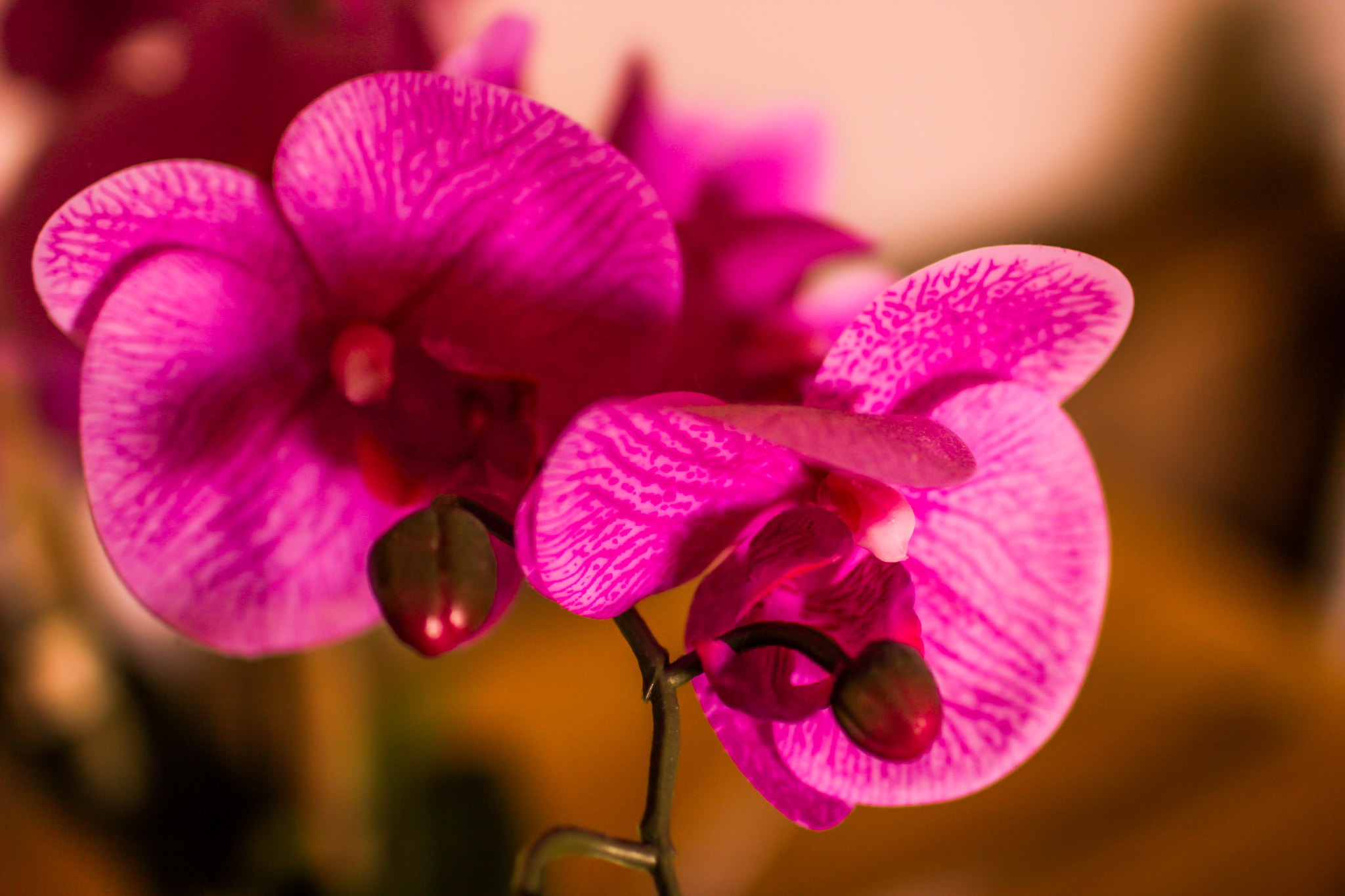 Canon EOS 60D + Canon EF 35mm F1.4L USM sample photo. Orchid photography