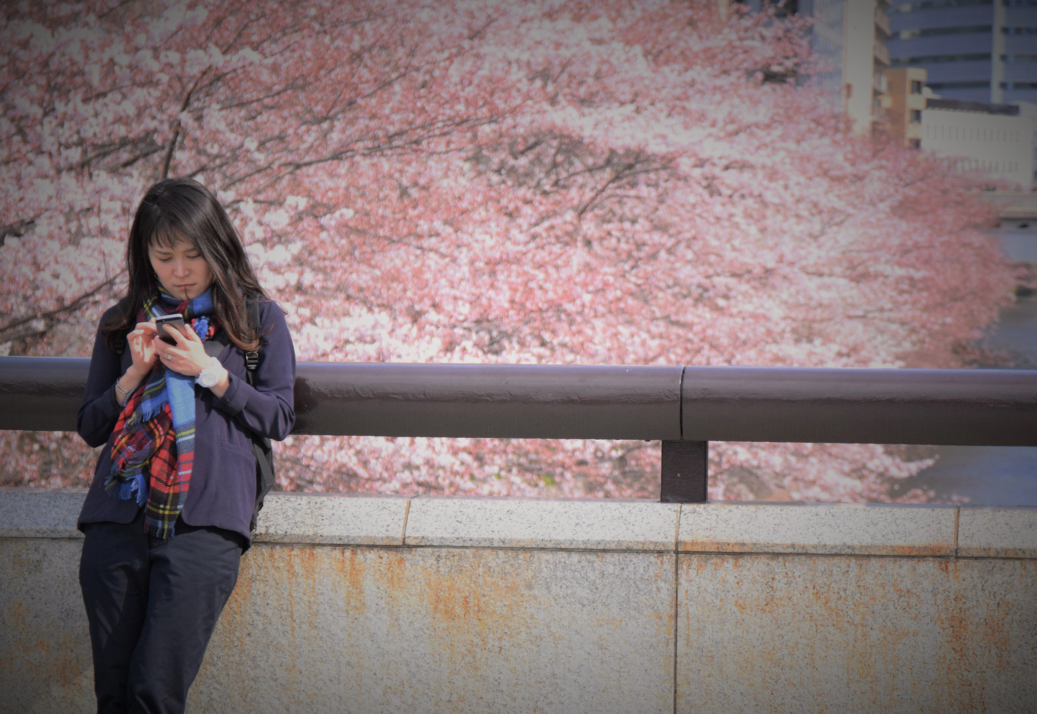 Nikon D5300 + Sigma 17-70mm F2.8-4 DC Macro OS HSM | C sample photo. Spring and cherry blossoms photography