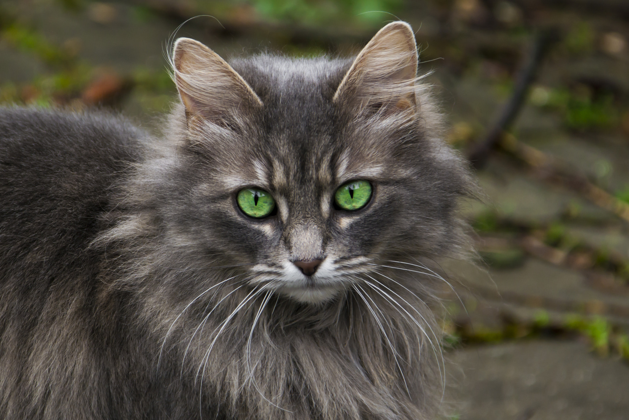 Sigma 18-125mm F3.8-5.6 DC OS HSM sample photo. Chat ii photography