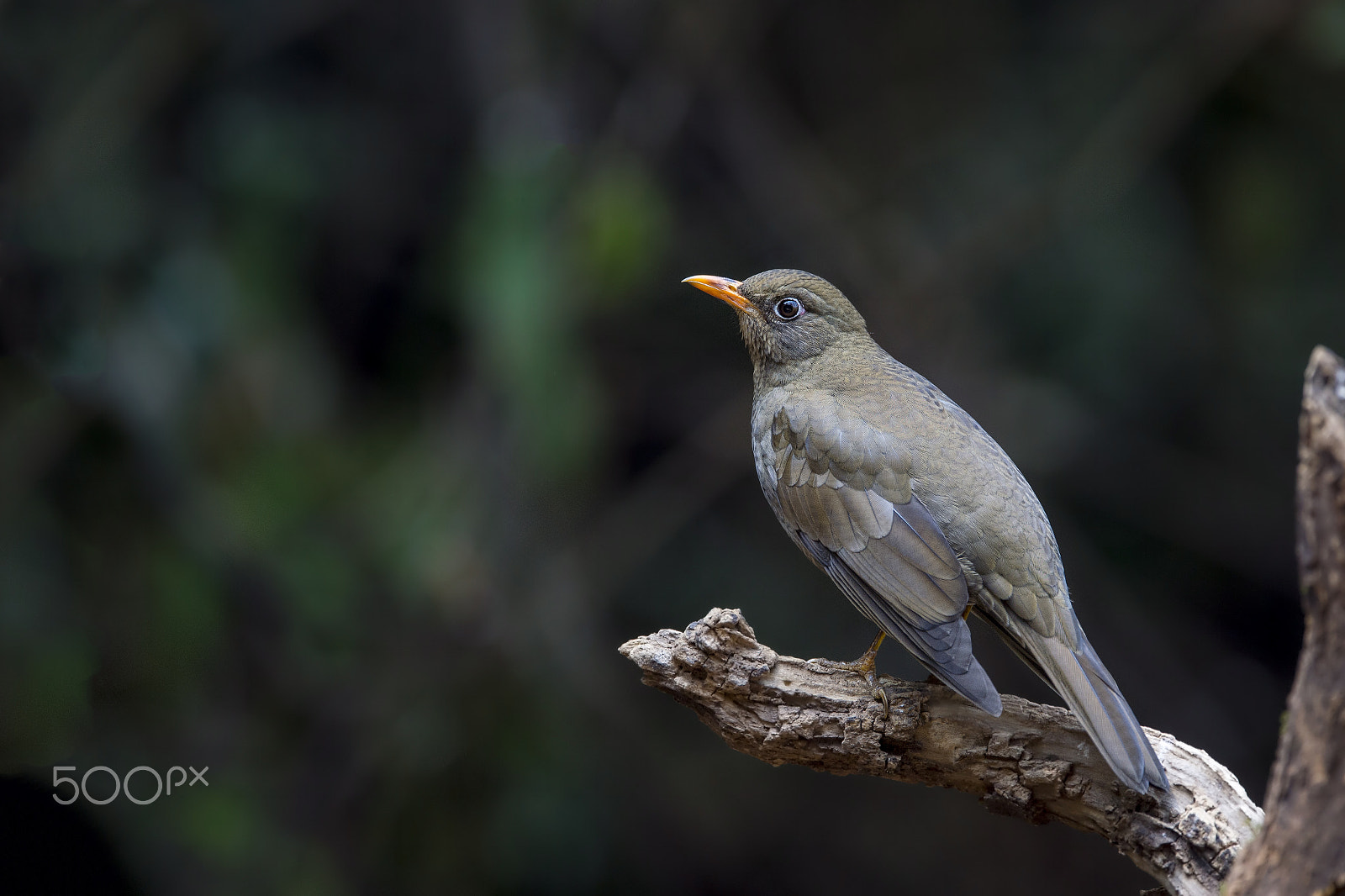 Nikon D4 sample photo. Grey winged blackbird (jv f) photography
