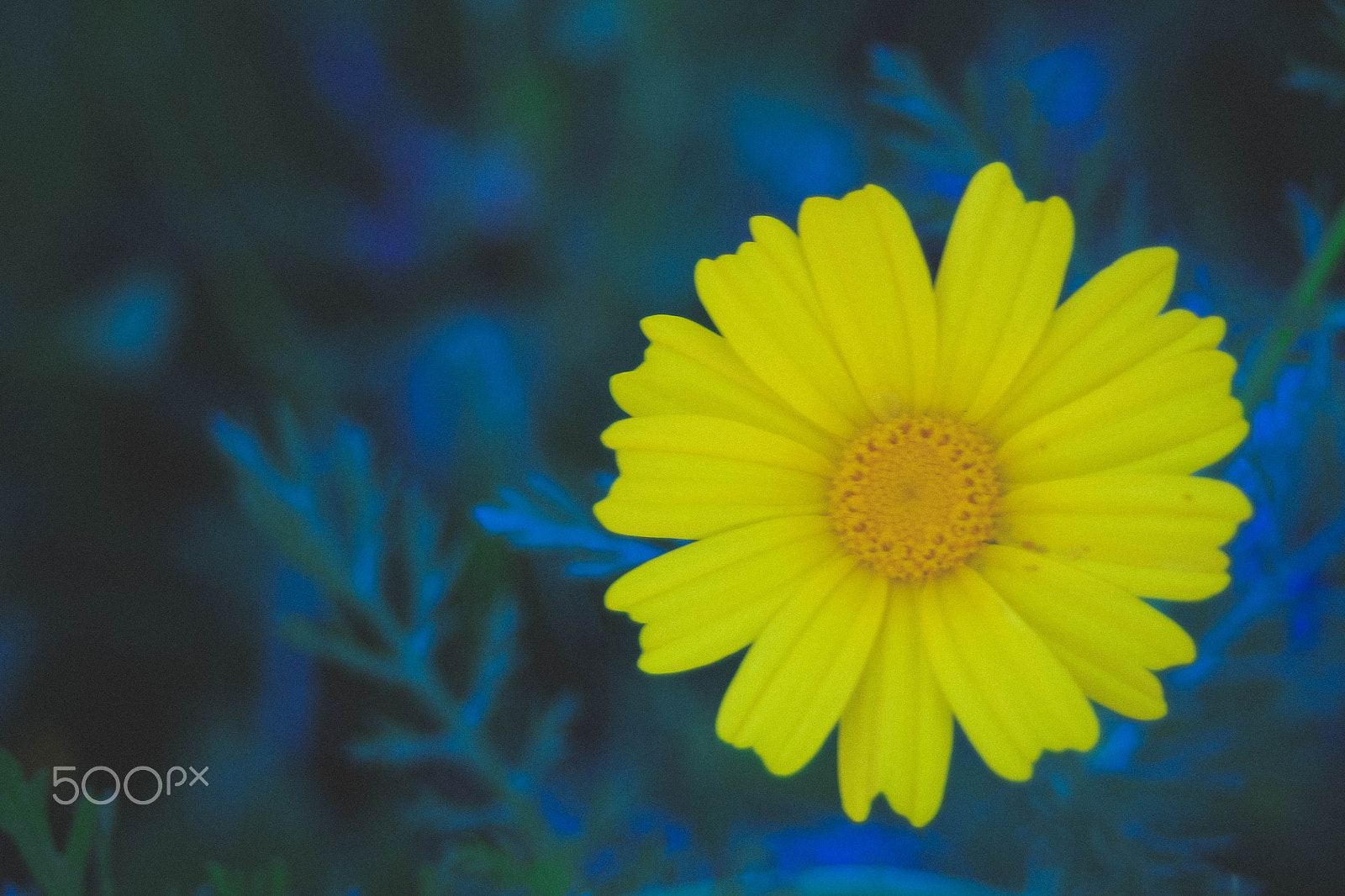 Canon EF 28-80mm f/3.5-5.6 sample photo. Flower photography