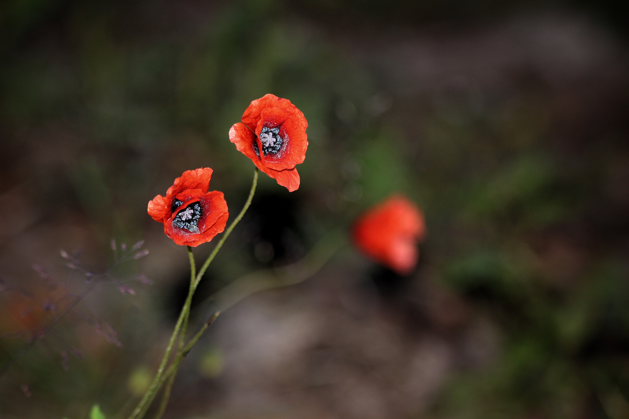 Canon EOS M sample photo. Anemones 2 photography