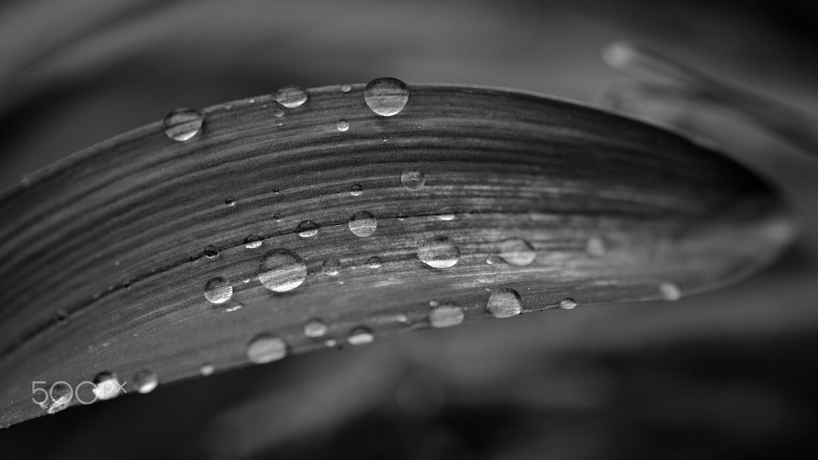 Sigma 105mm F2.8 EX DG OS HSM sample photo. Raindrops photography