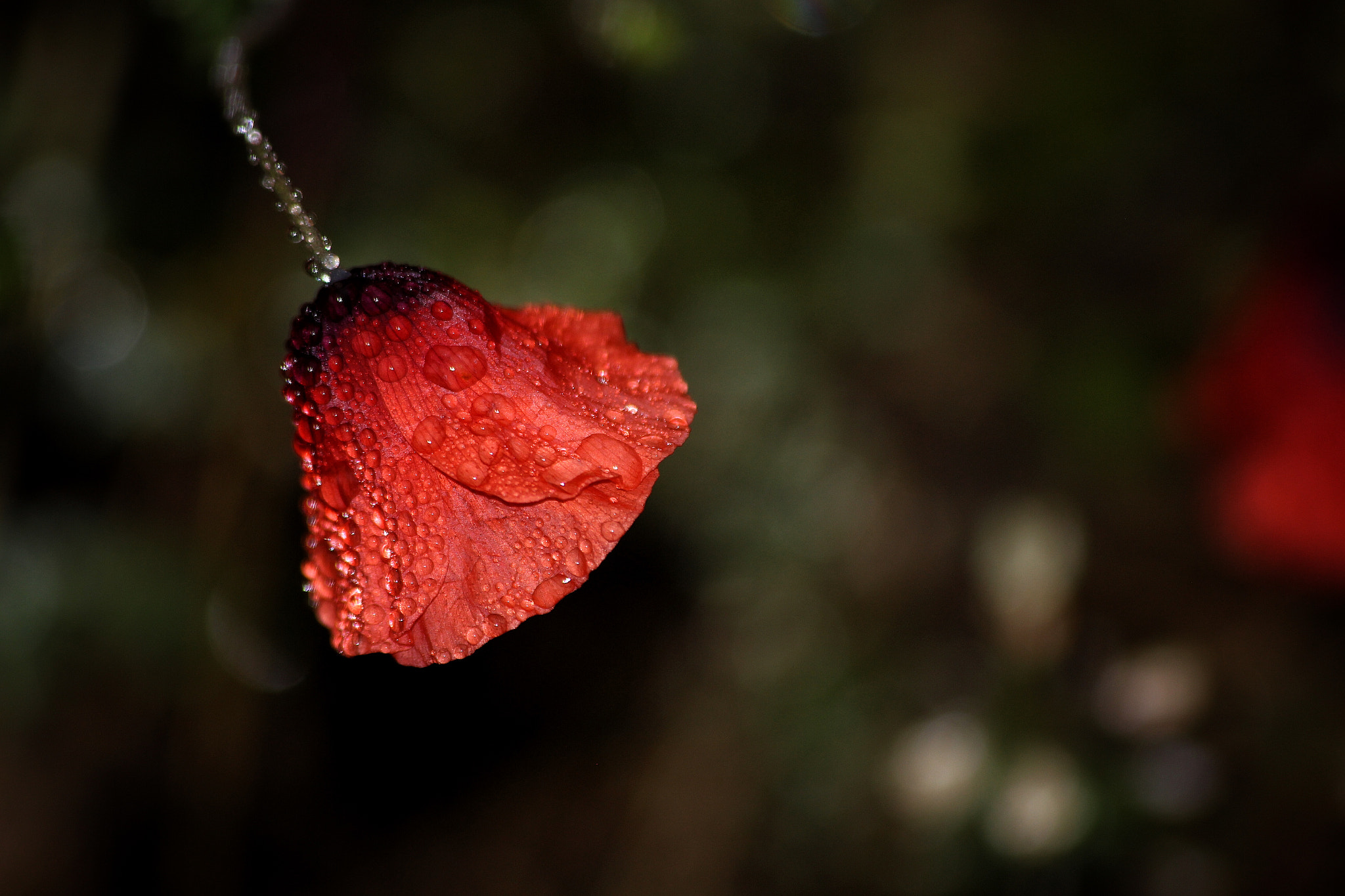 Canon EOS M + Canon EF 70-300mm F4-5.6 IS USM sample photo. Rainy anemone photography