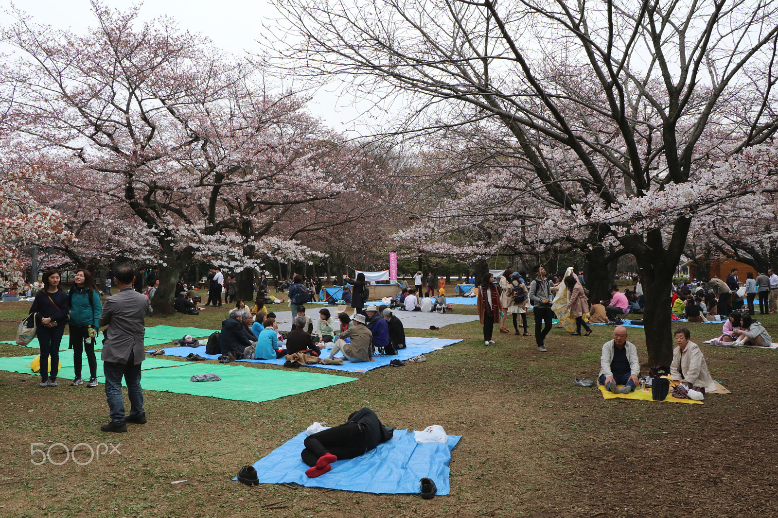 Canon EF-S 18-135mm F3.5-5.6 IS STM sample photo. Hanami in yoyogi park, tokyo photography